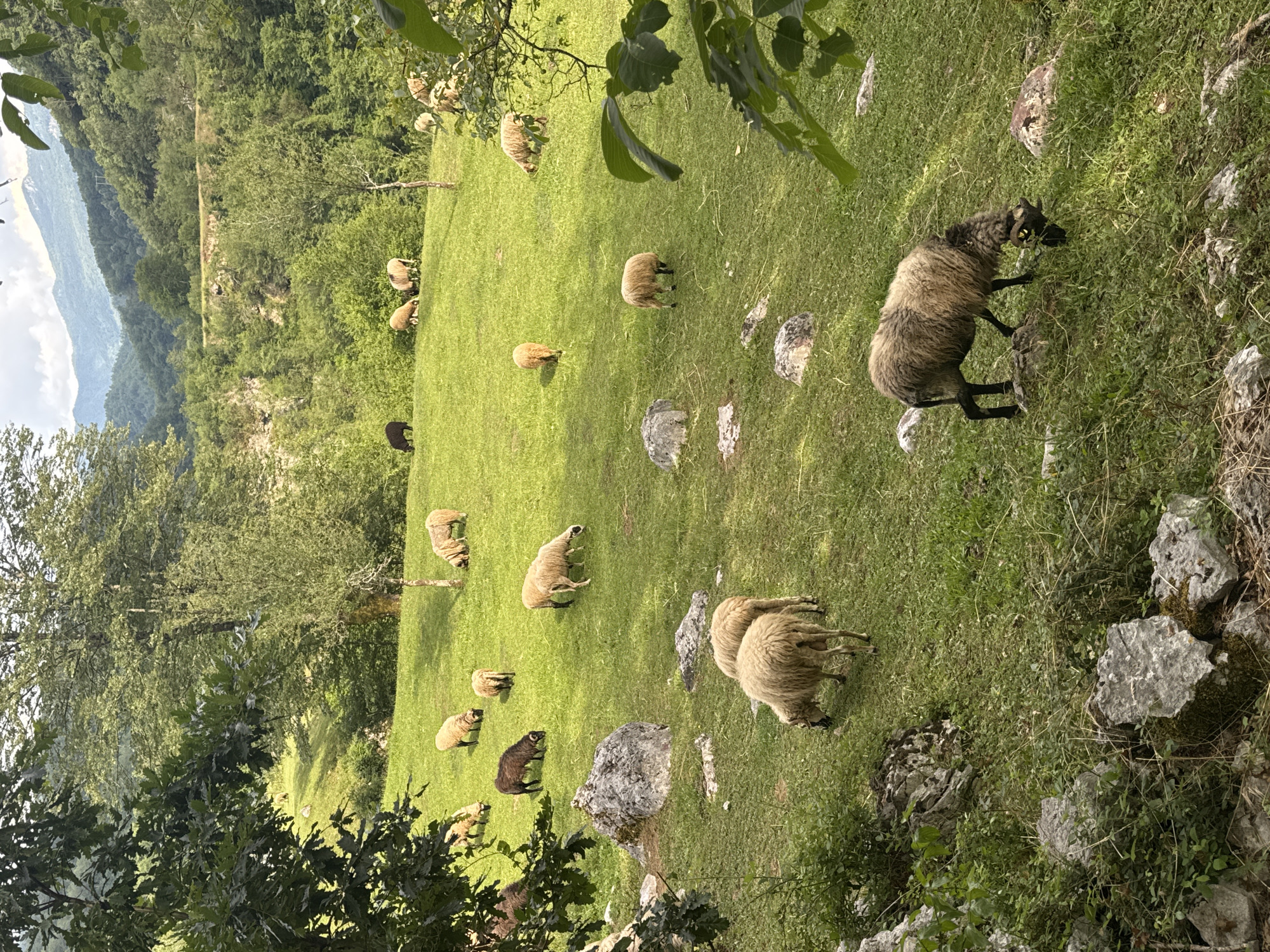 Sheep graze peacefully in Montenegro meadow