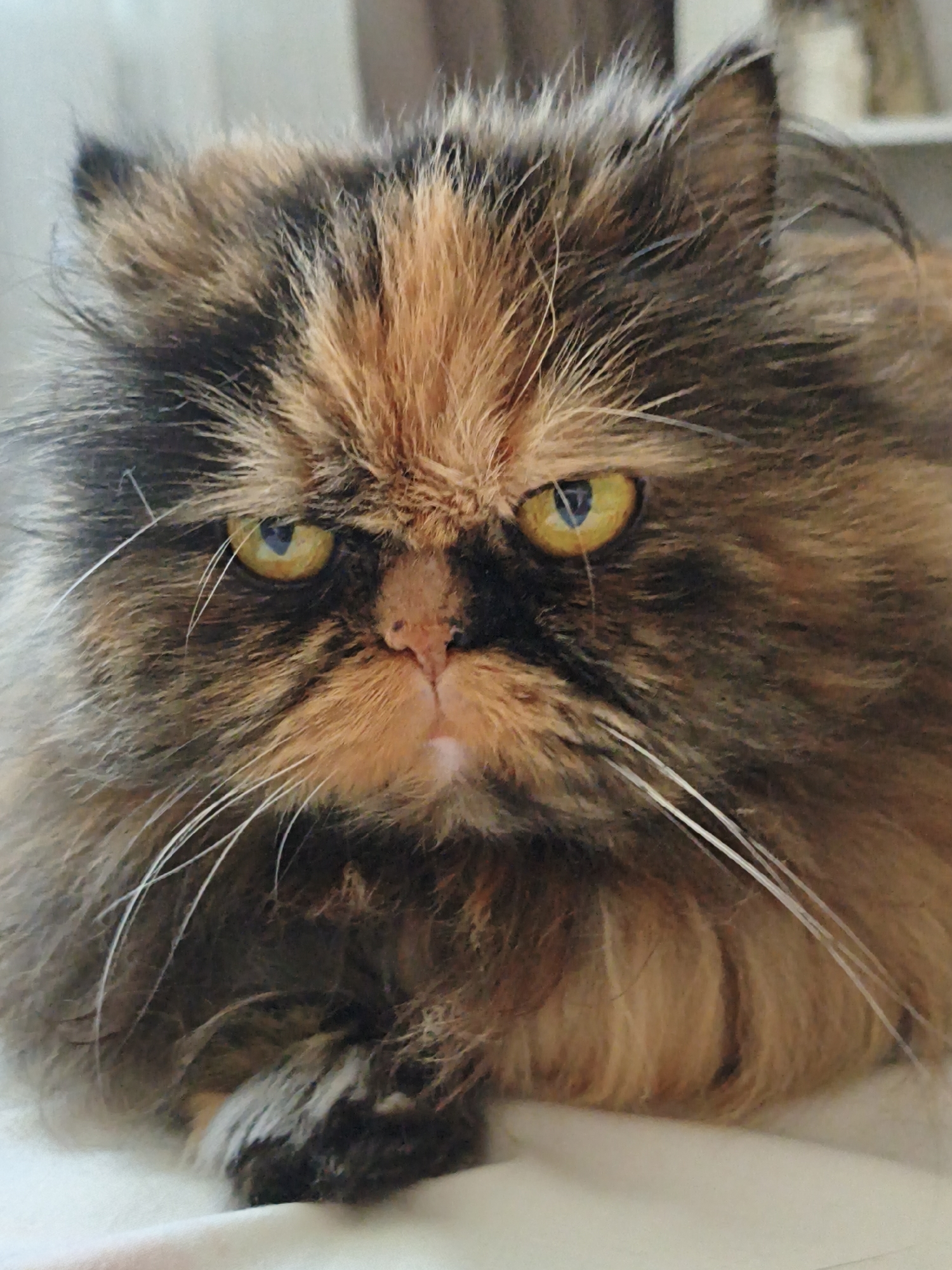Tortoiseshell Persian cat photographed repeatedly up close