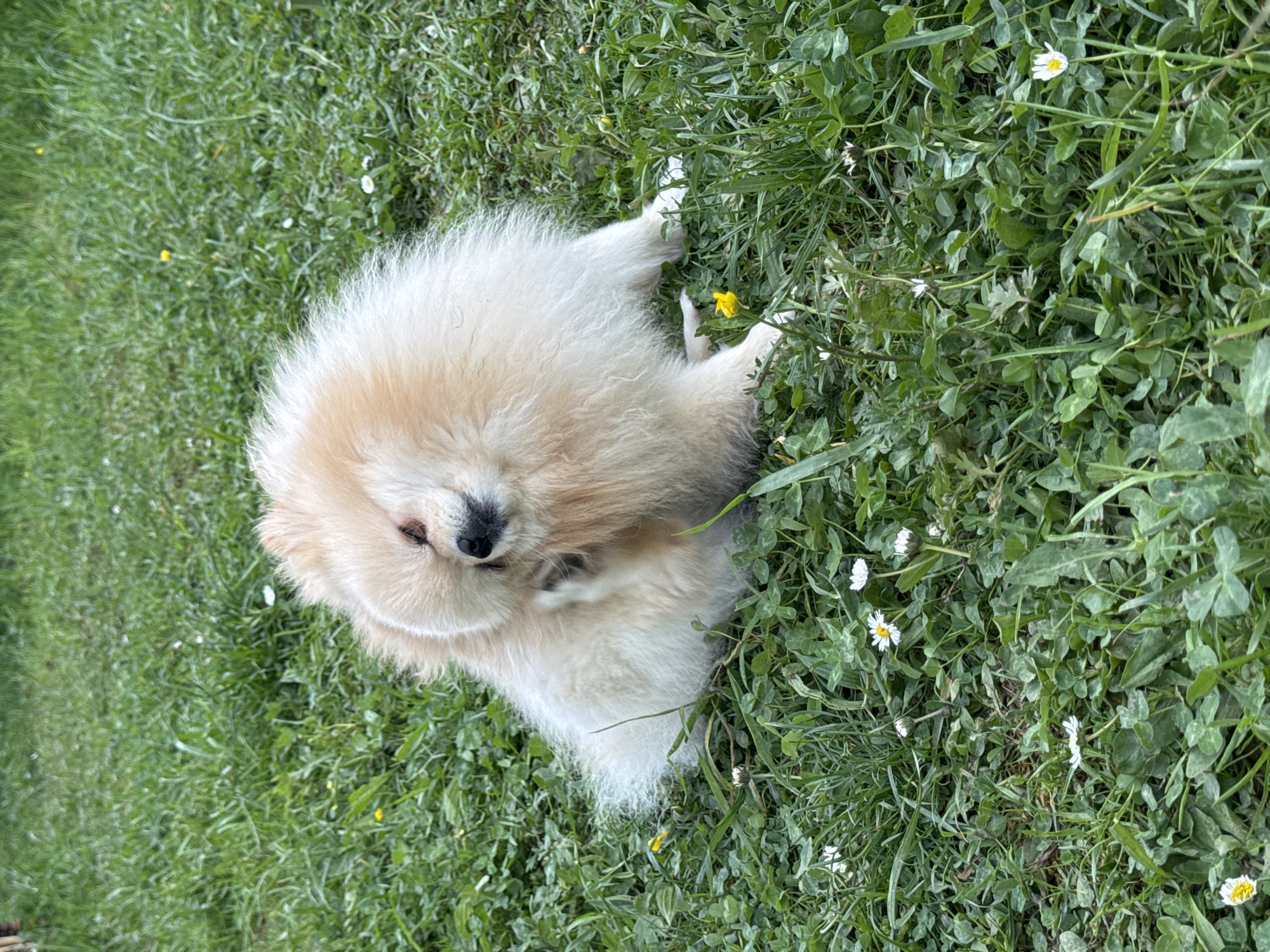 Pomeranian enjoys treat break in flower-filled grass in Germany