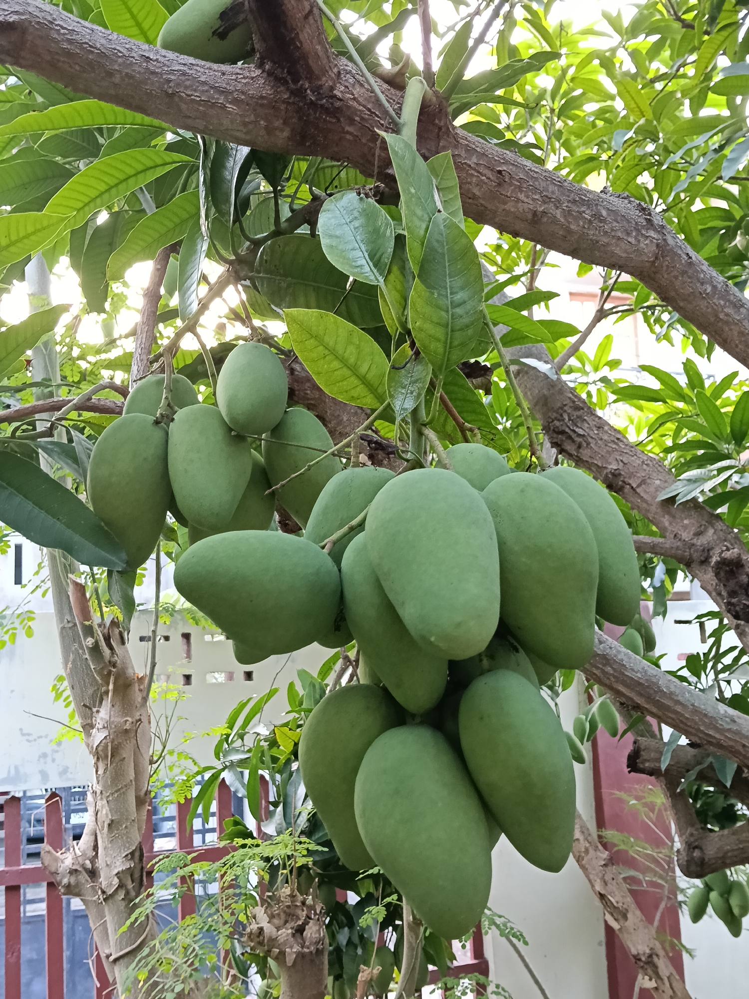 Woman picks green mangoes while child drinks juice in Indonesia