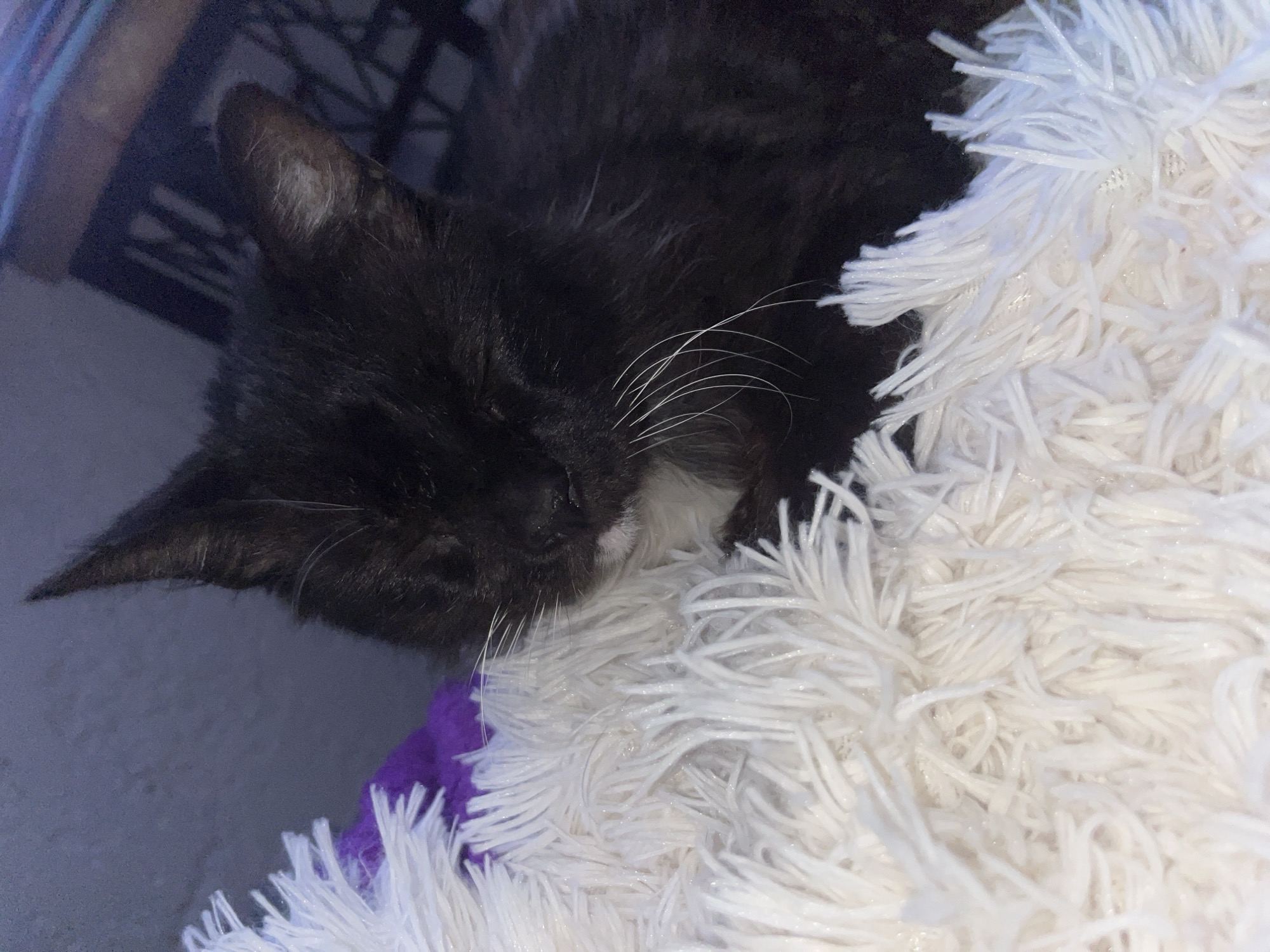 Black cat with white whiskers sleeps on fluffy white bed