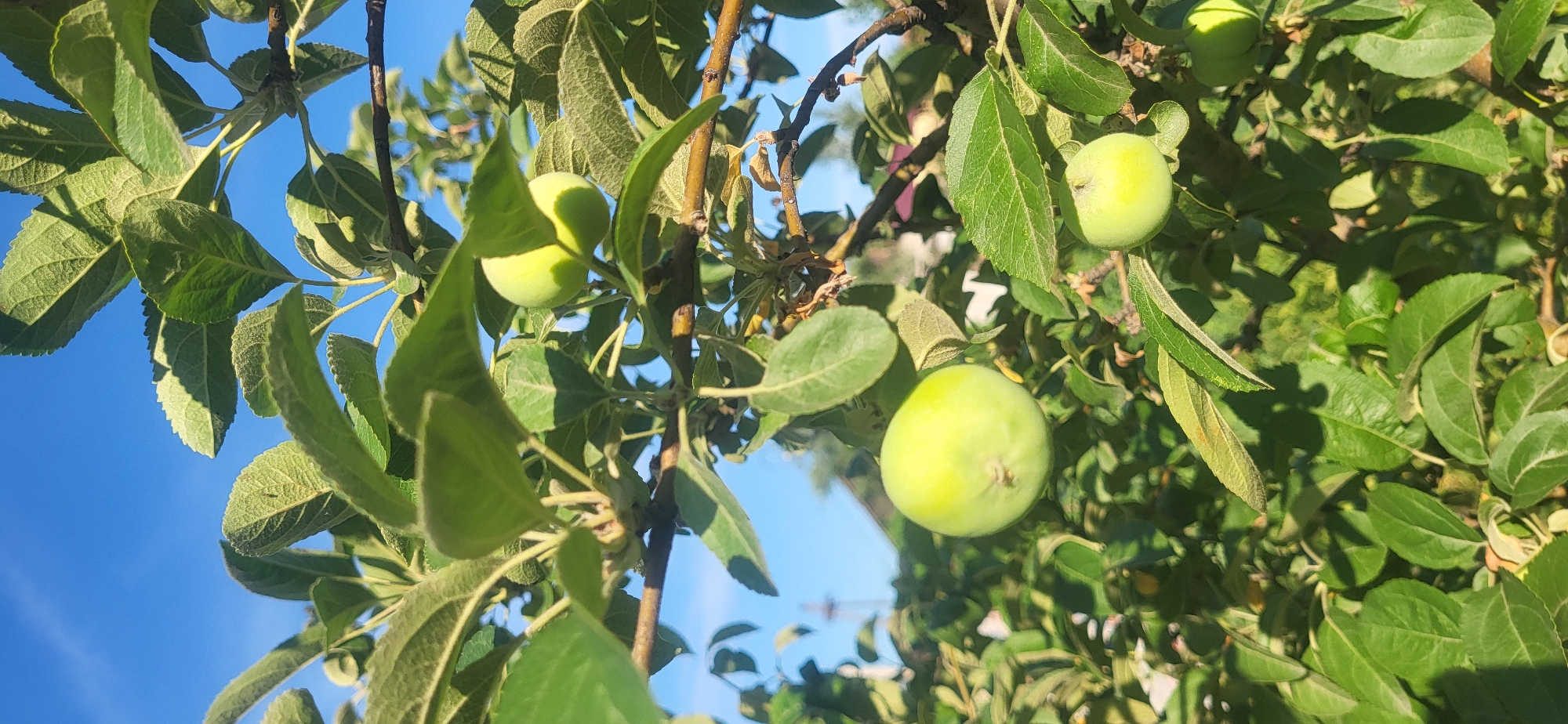 Midsummer garden fruit in full ripeness, Oskemen Kazakhstan