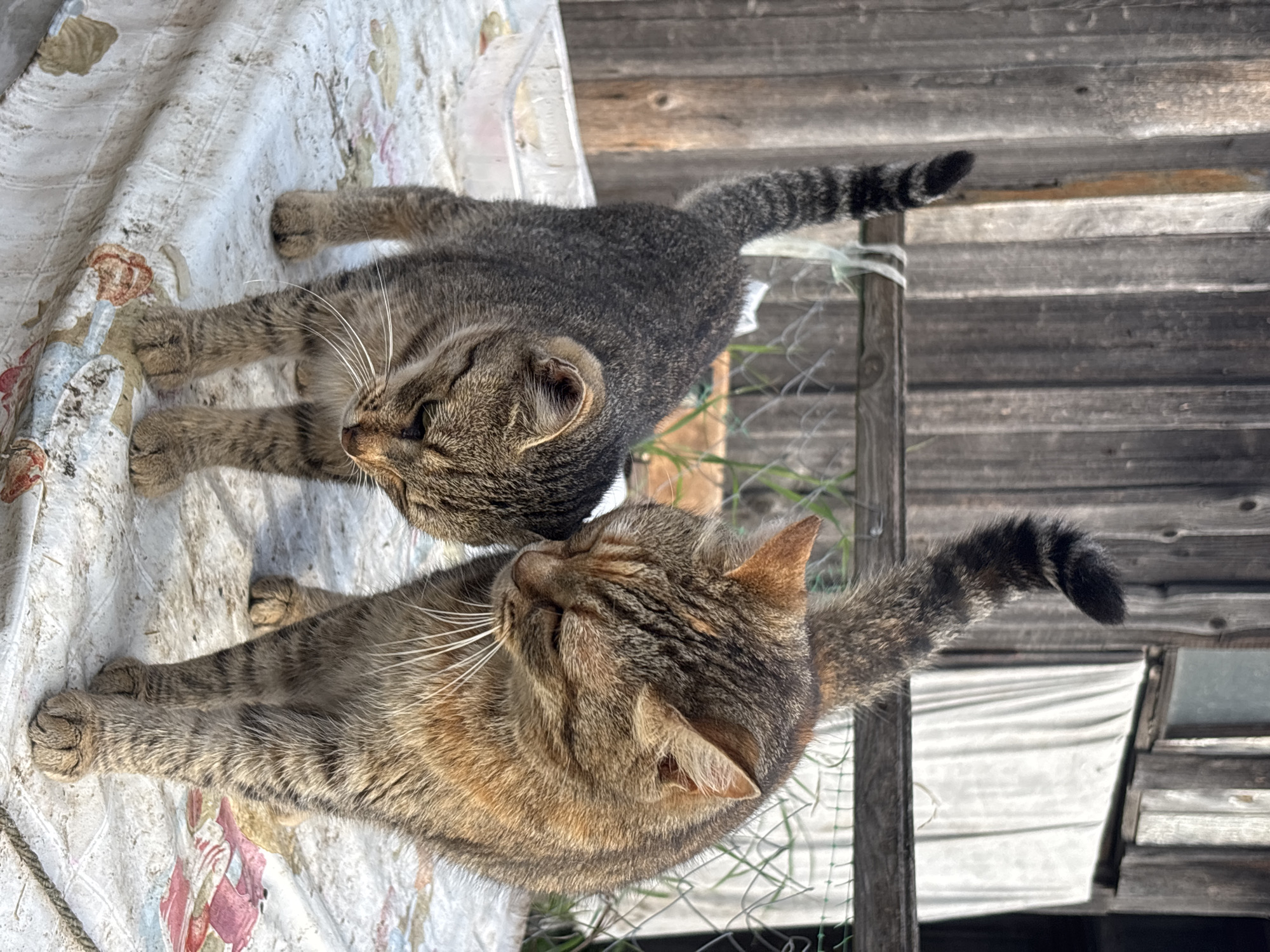 Tabby cats roam the dirt roads and tables of rural Семибратово