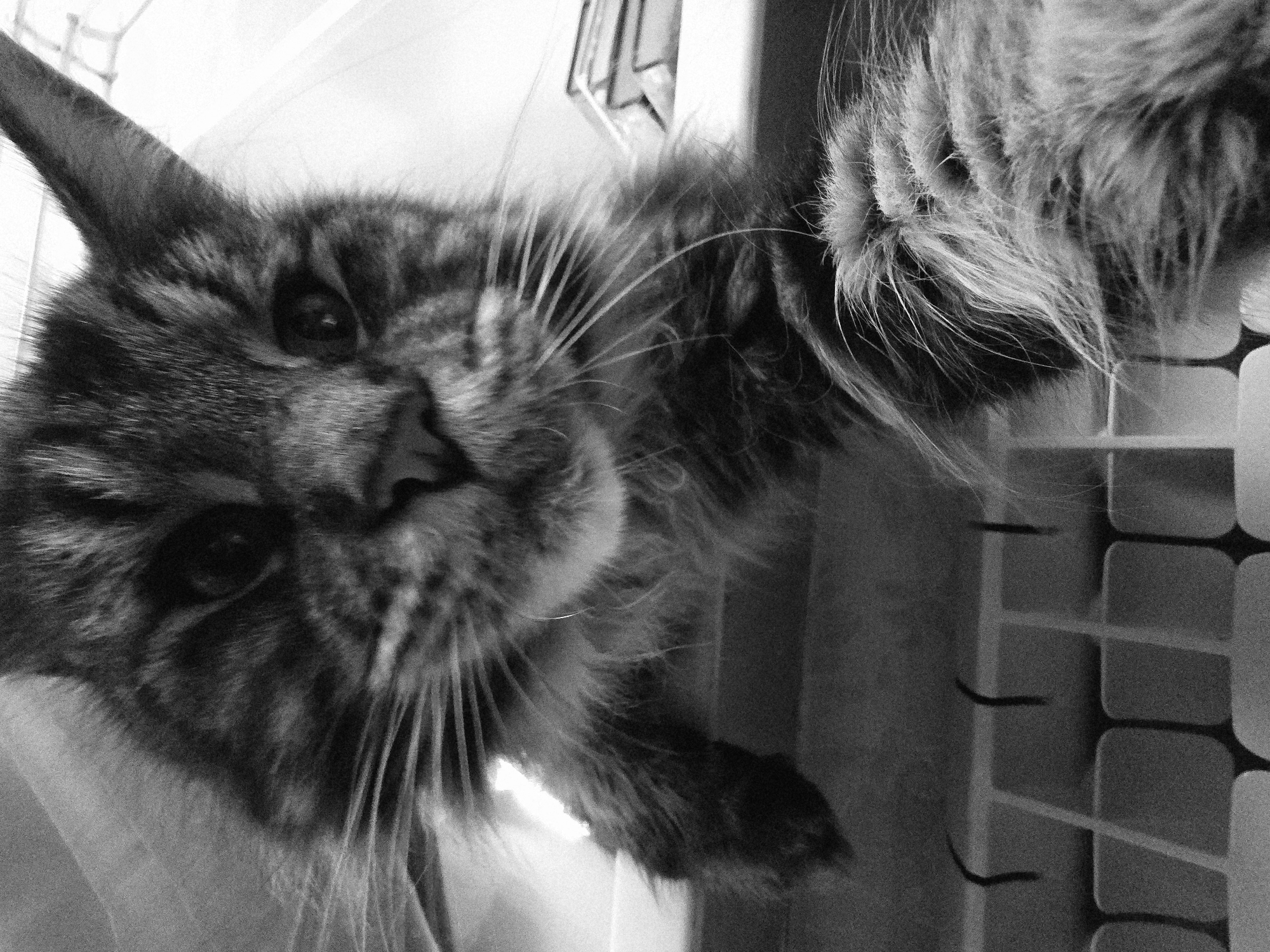 Close-up cat photography session in Krasnoyarsk