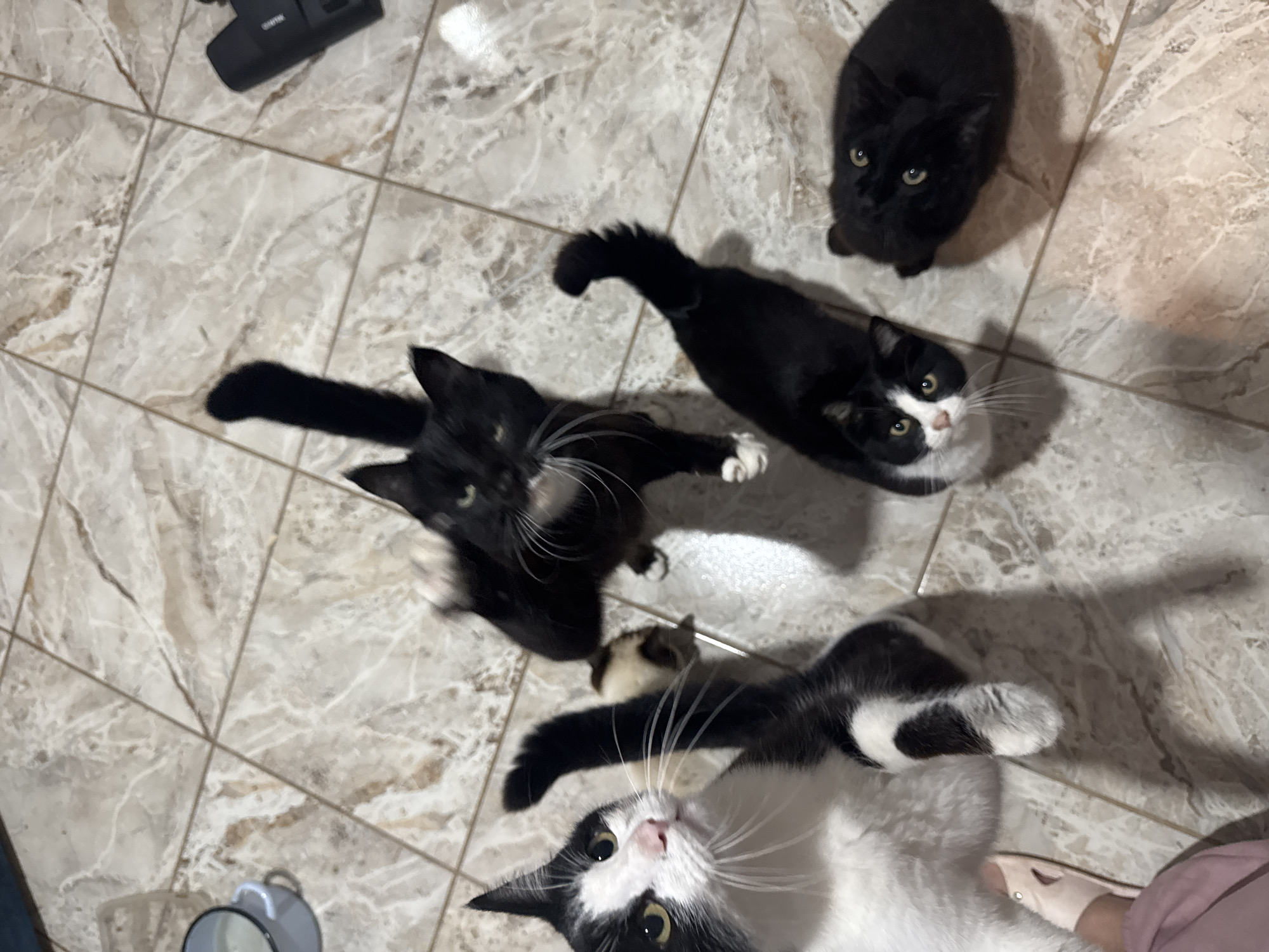 Cats, dogs, and home life at a rural Ukrainian household