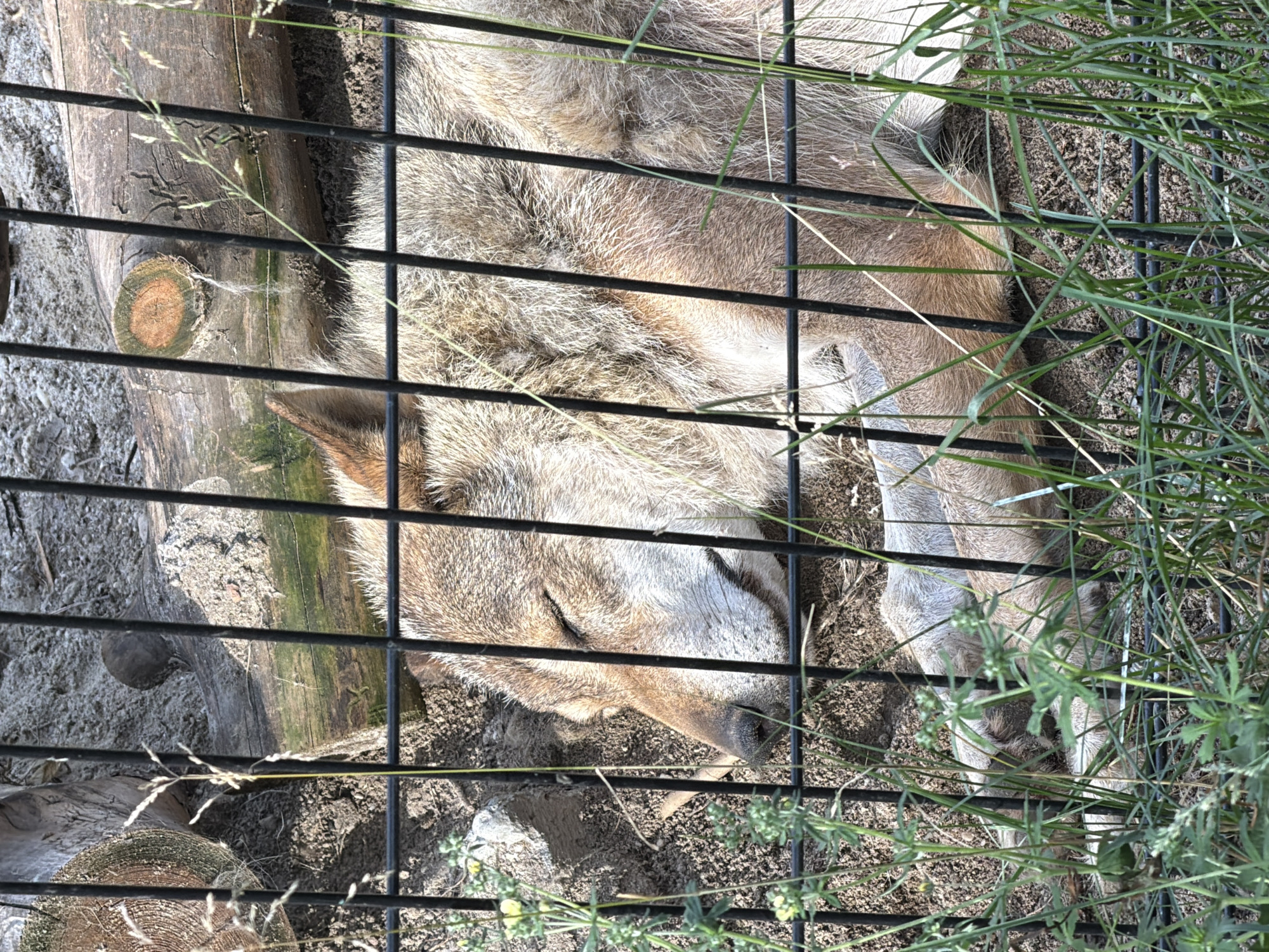 Afternoon walkthrough of Chelyabinsk Zoo's animal enclosures