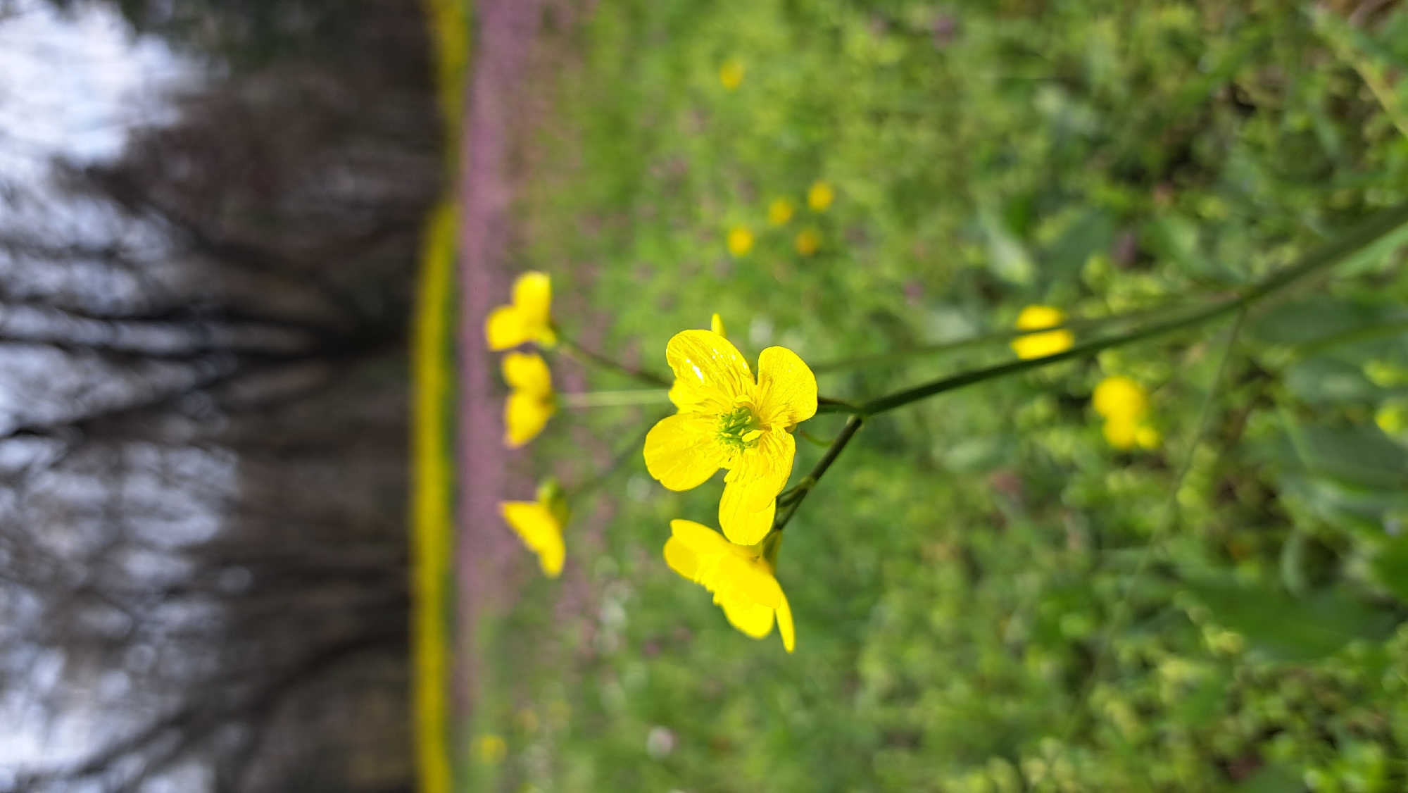Spring wildflower stop captured in Bulgarian countryside