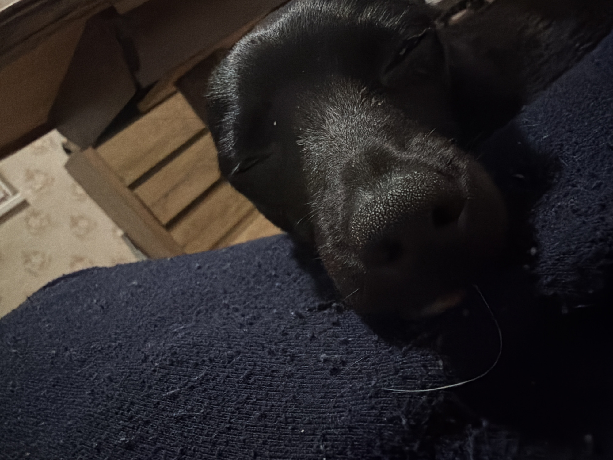 Black dog sleeps peacefully on fabric in Sofia