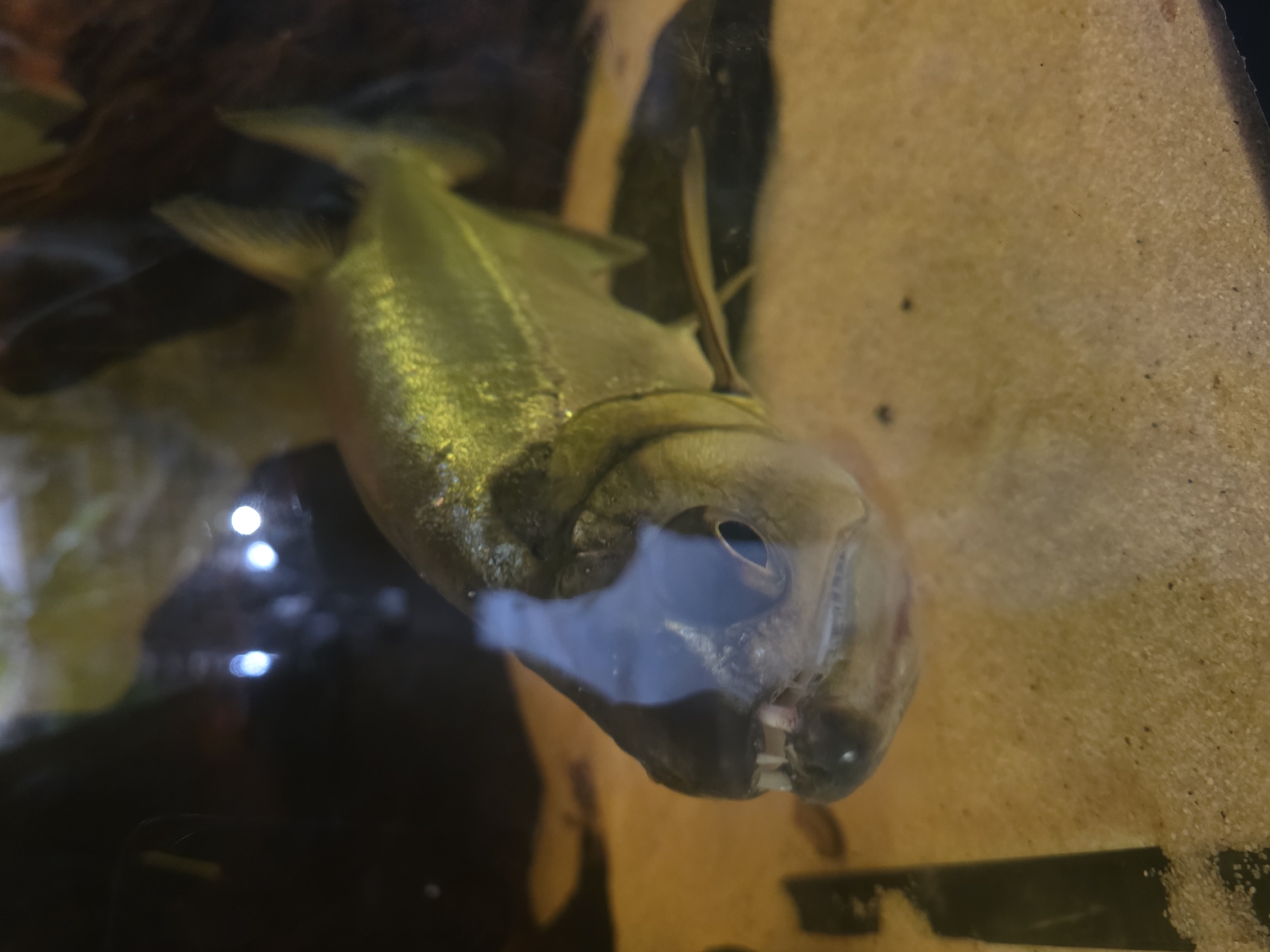 Sofia Zoo visitors spot pacu fish, white tiger during midday visit