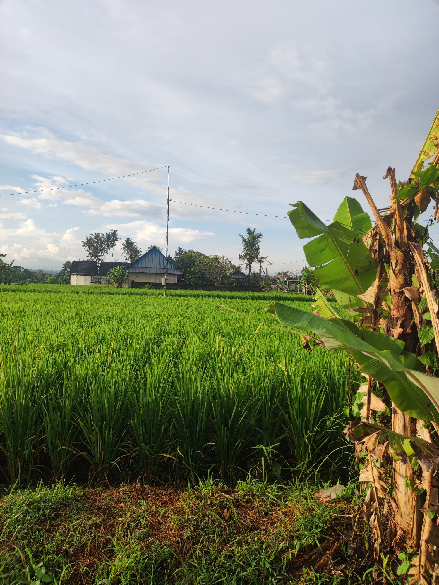 Motorcycle journey through rural rice paddies in Abiansemal Indonesia