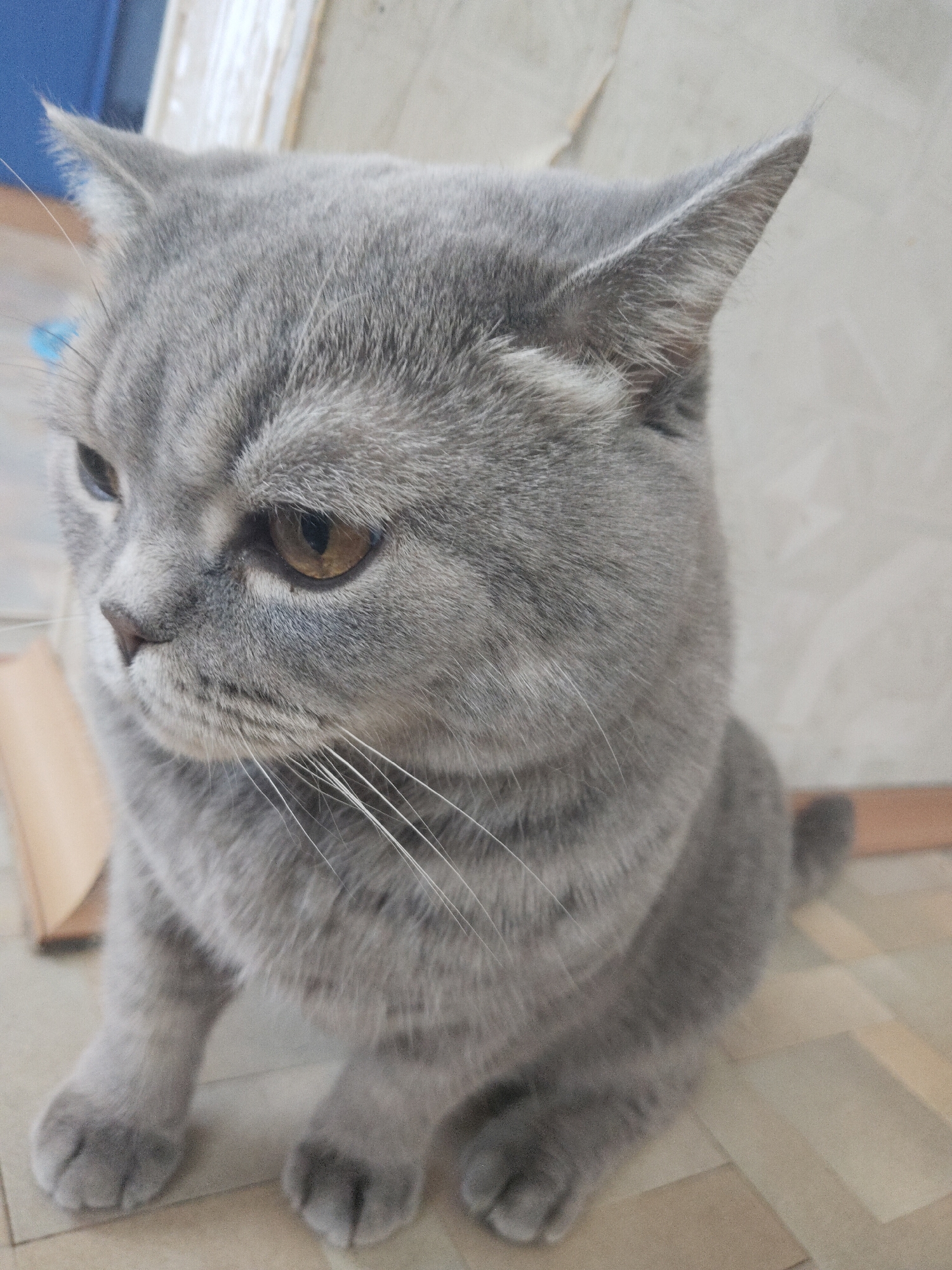 Grey cat observed in multiple indoor locations over two minutes