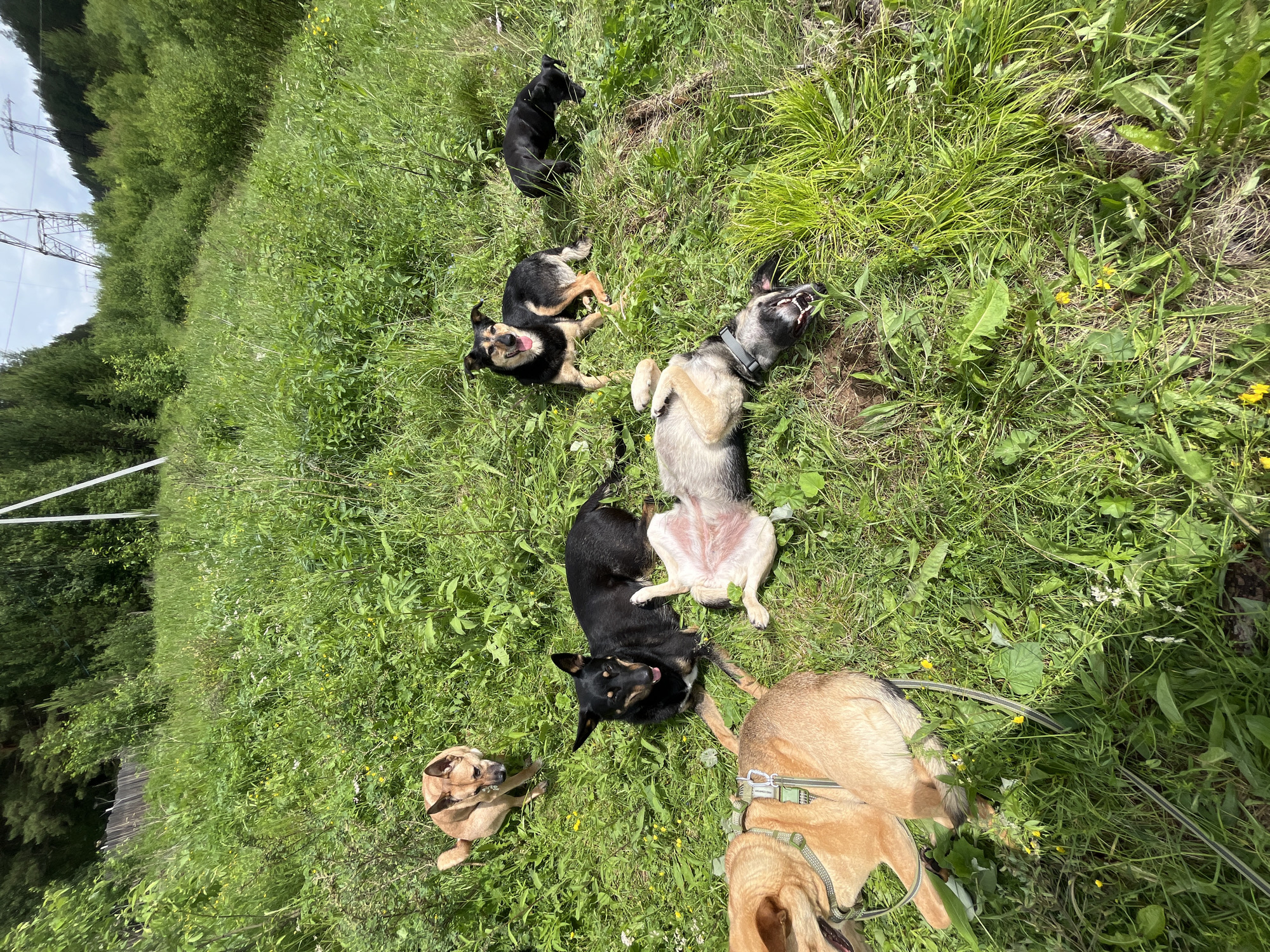 Dogs play with toys in Russian field morning session