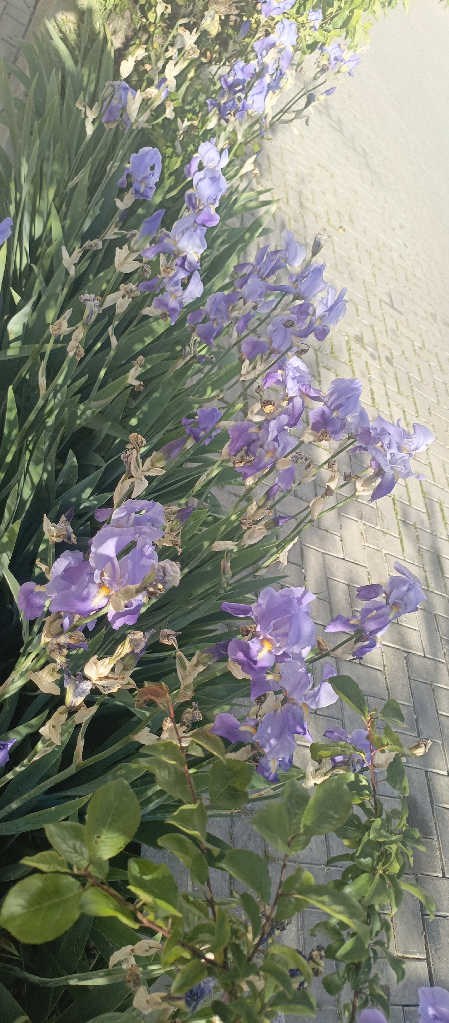 Spring flowers bloom in Sevastopol gardens amid May sunshine