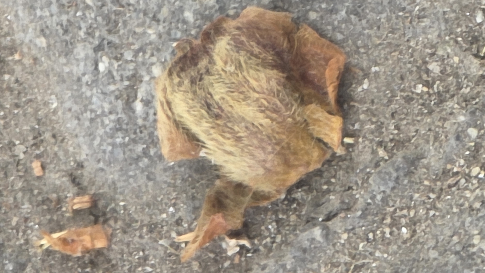 Urban nature: dried flowers and pigeon observed in Blagoevgrad