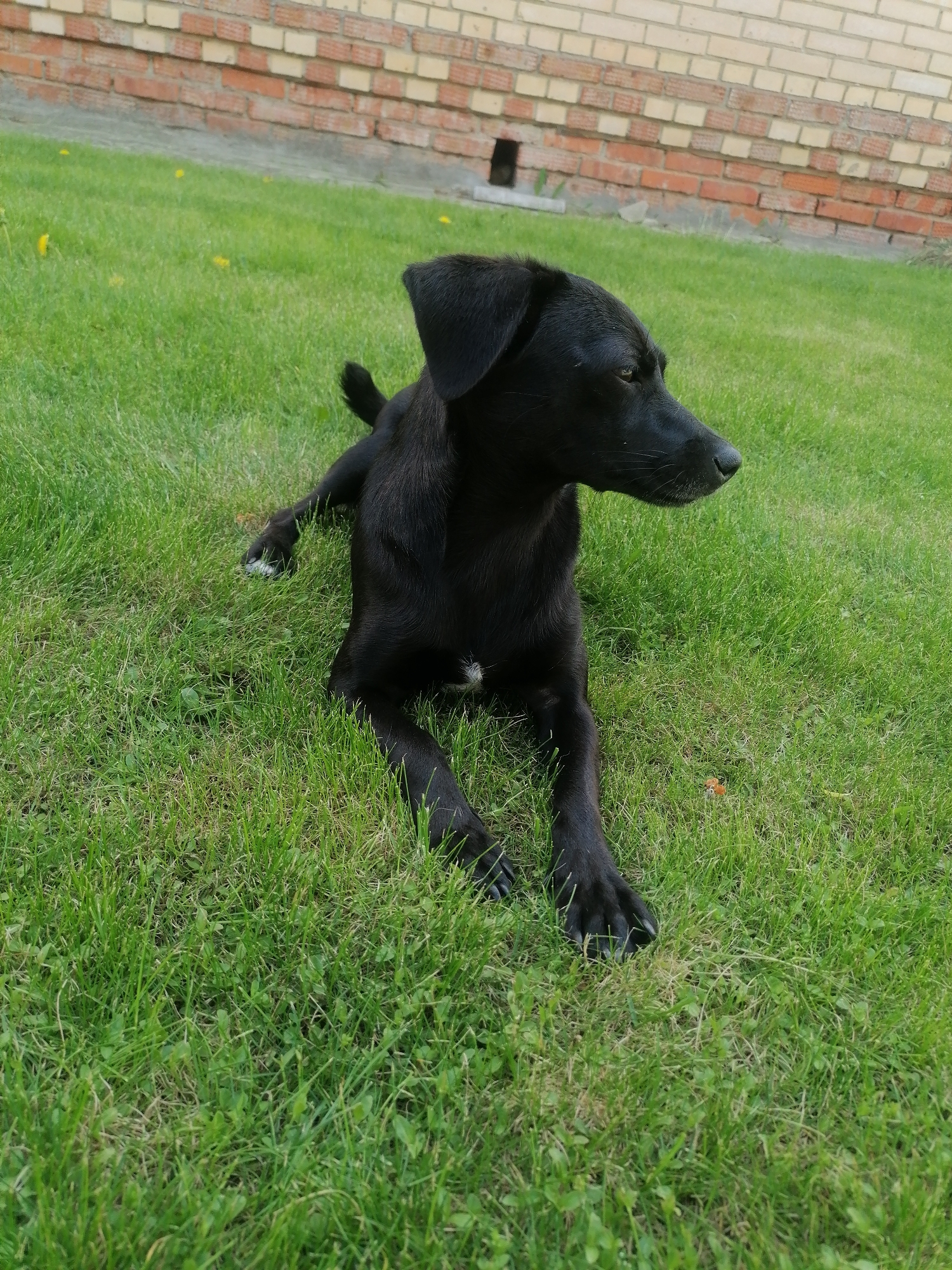 Morning yard activities with dogs and construction work witnessed