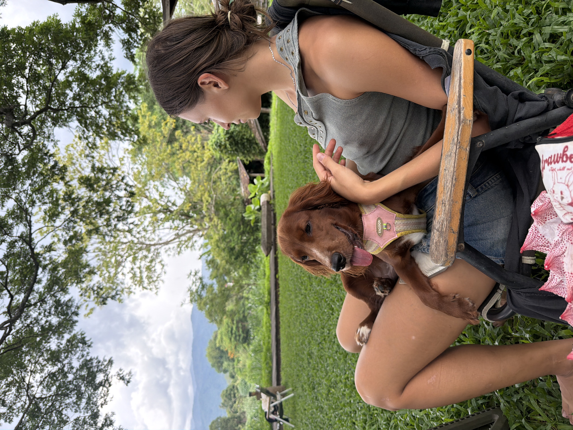 Lazy morning on a grassy lawn with a small dog in Chiang Mai