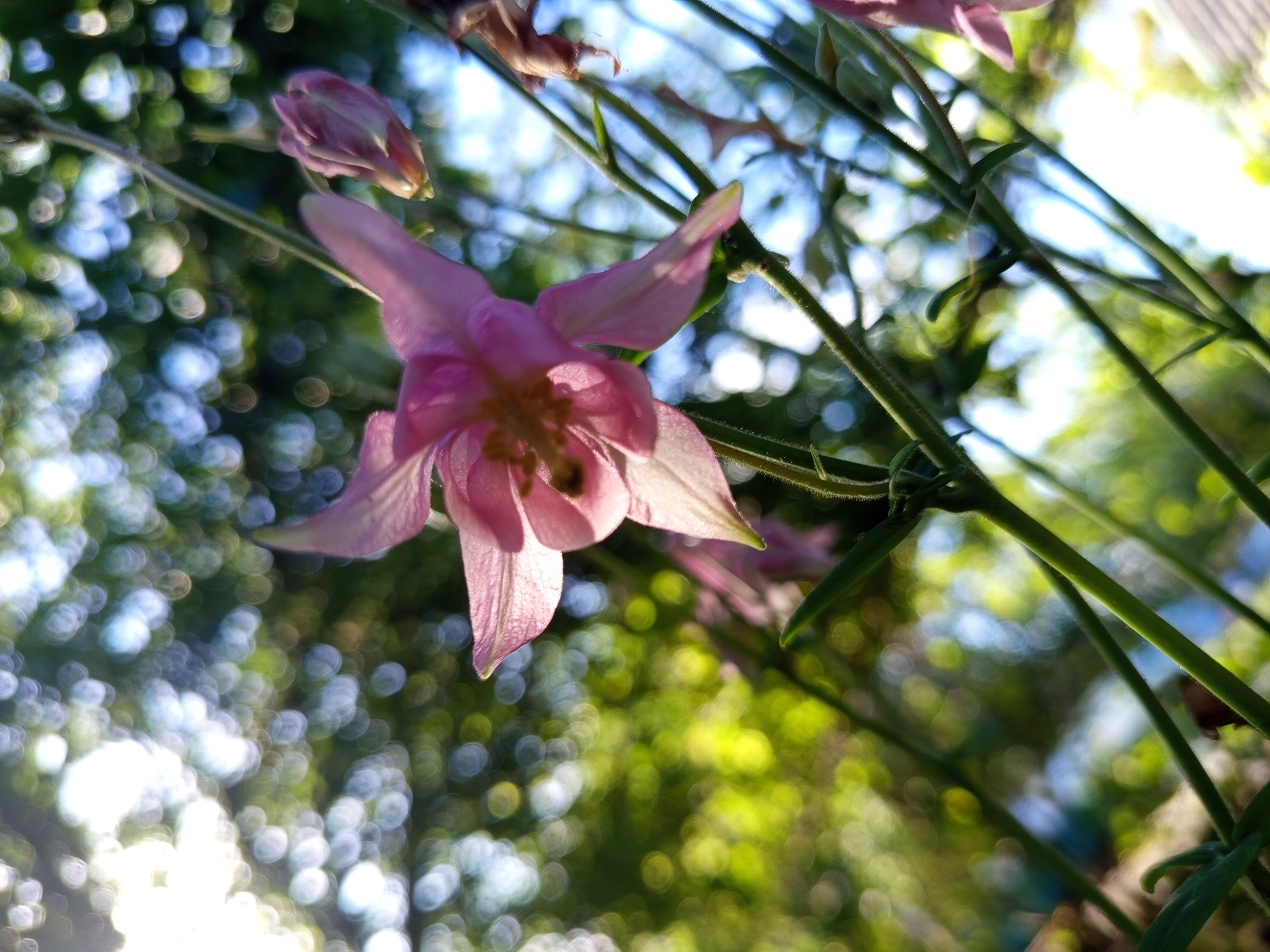 Spring flowers bloom in Serhiivka garden, Ukraine