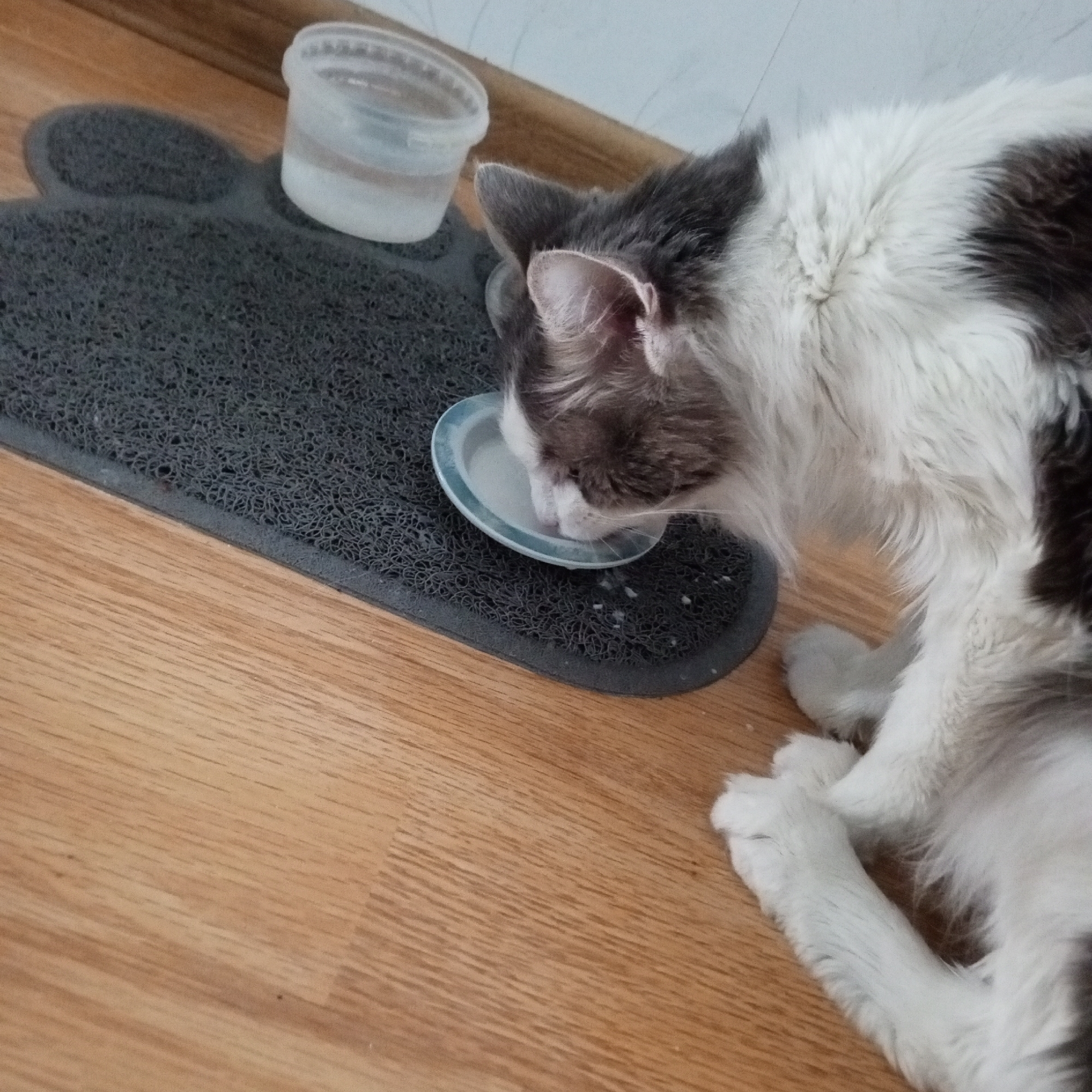 Cat's morning routine captured in Russian household