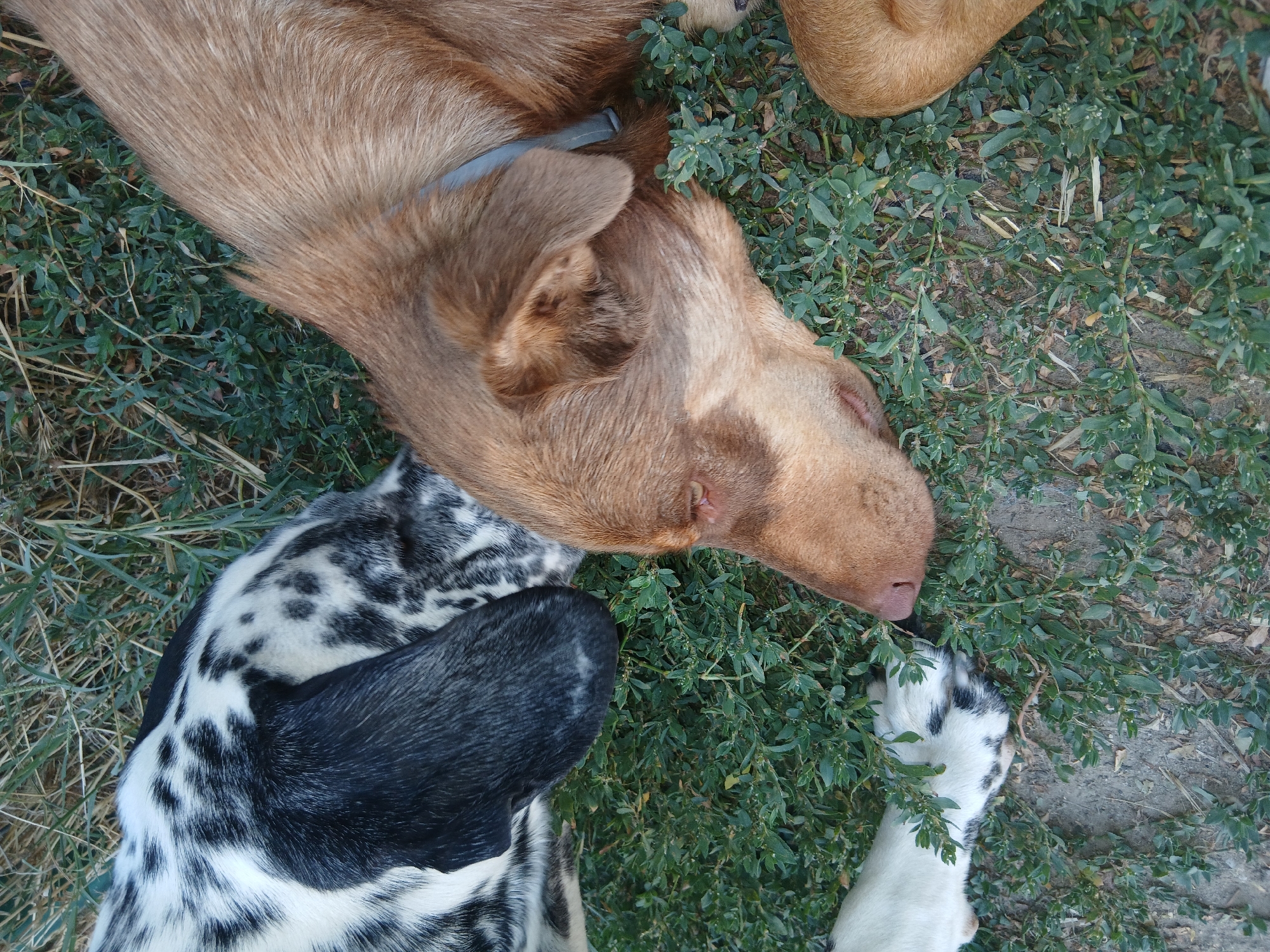 Dogs lounging and roaming in an urban green space