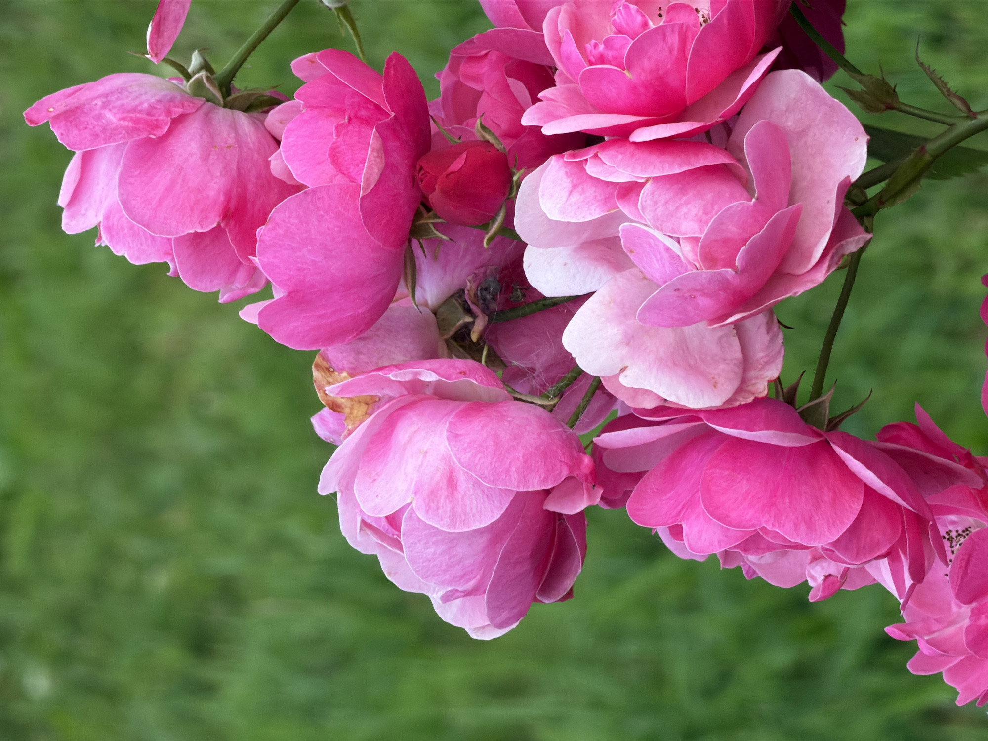 Pink roses in full bloom, Motornoye, Russia