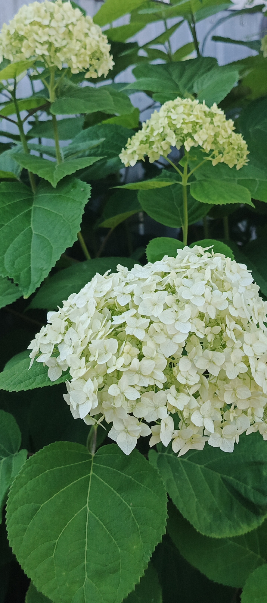 Summer morning in Chaikovsky: garden, a dog, and river barges