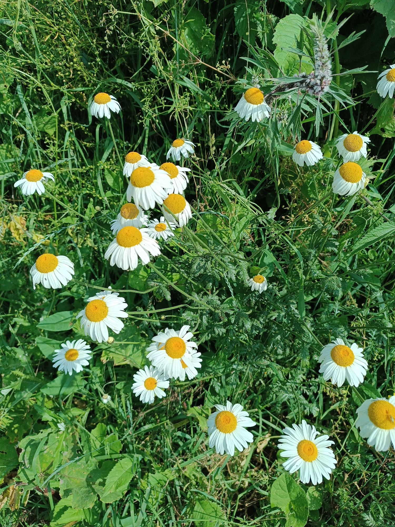 Beekeeping and wildflowers on an Armenian hillside meadow