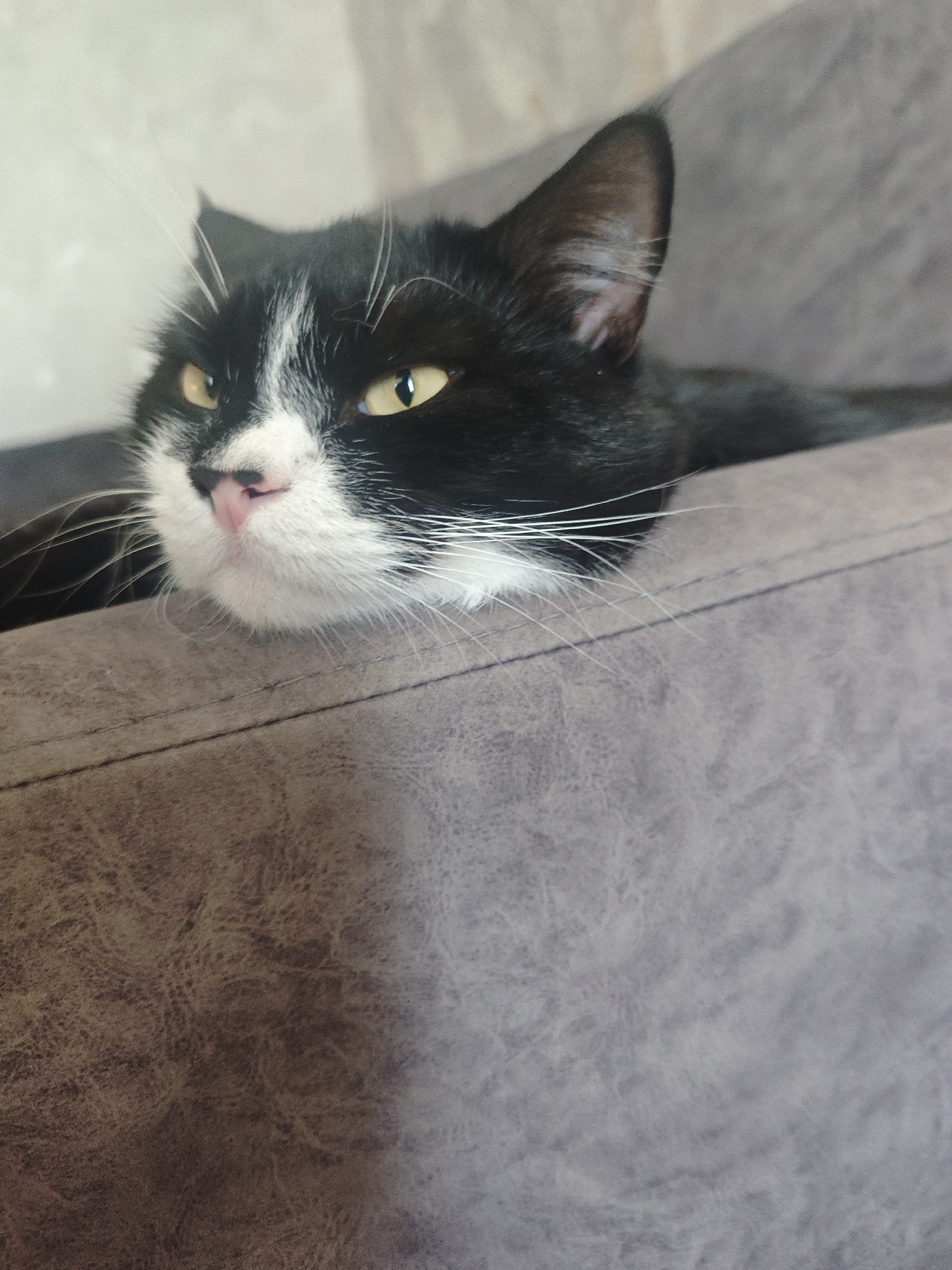 Black and white cat lounging on a gray sofa