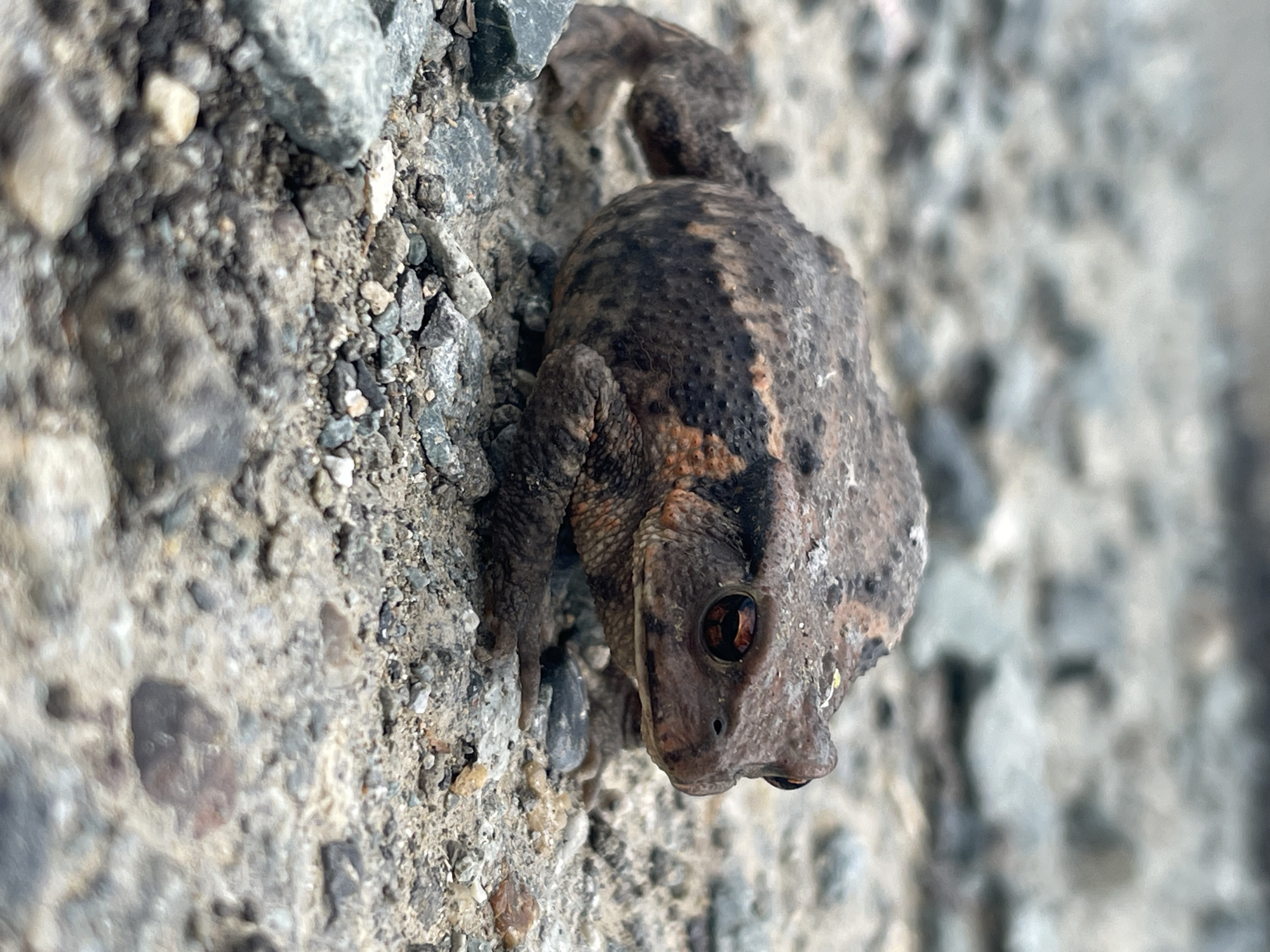 Common toad on gravel road, Bolshoy Kamen