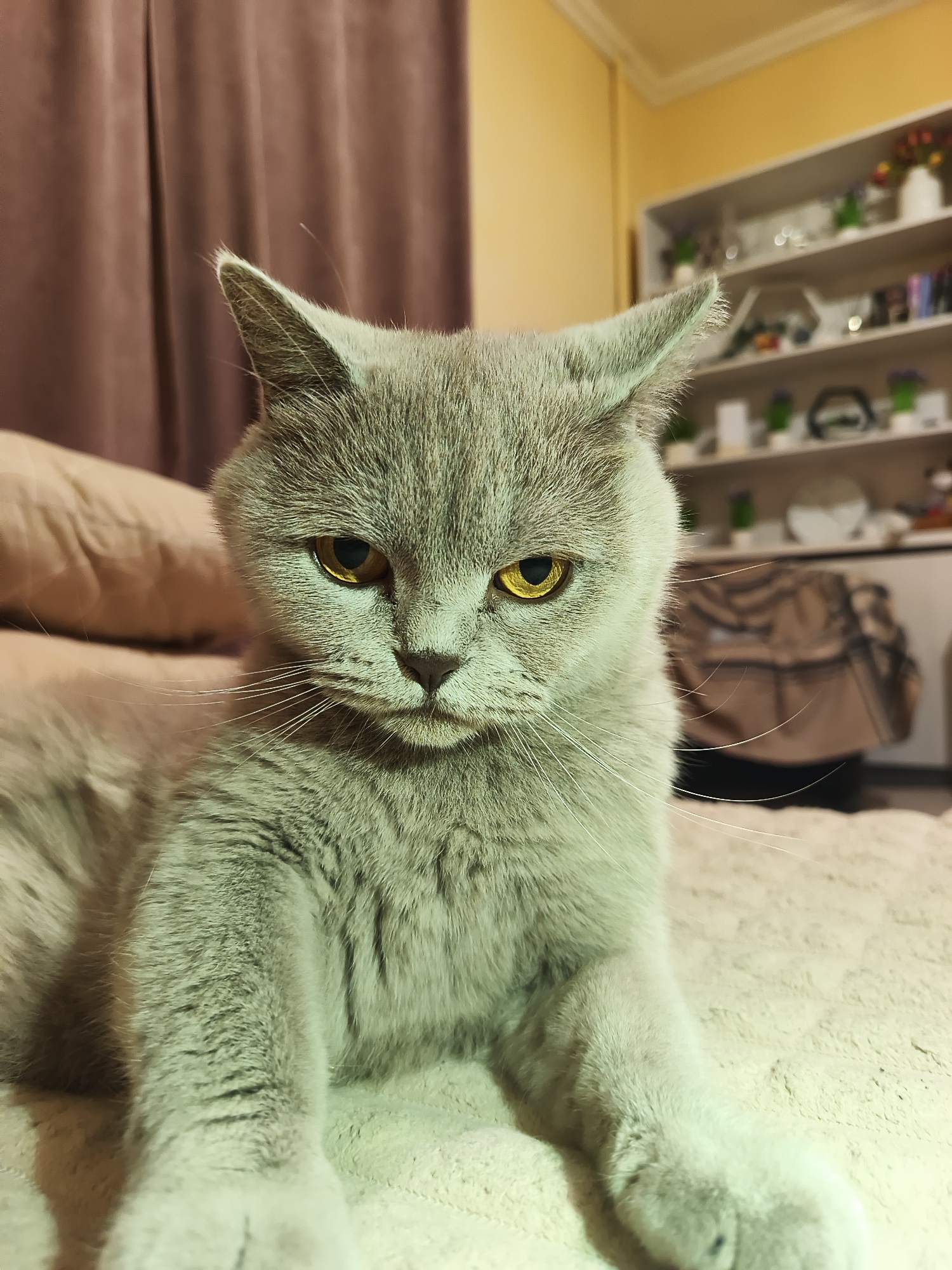 Grey British Shorthair relaxing around a Ternopil apartment