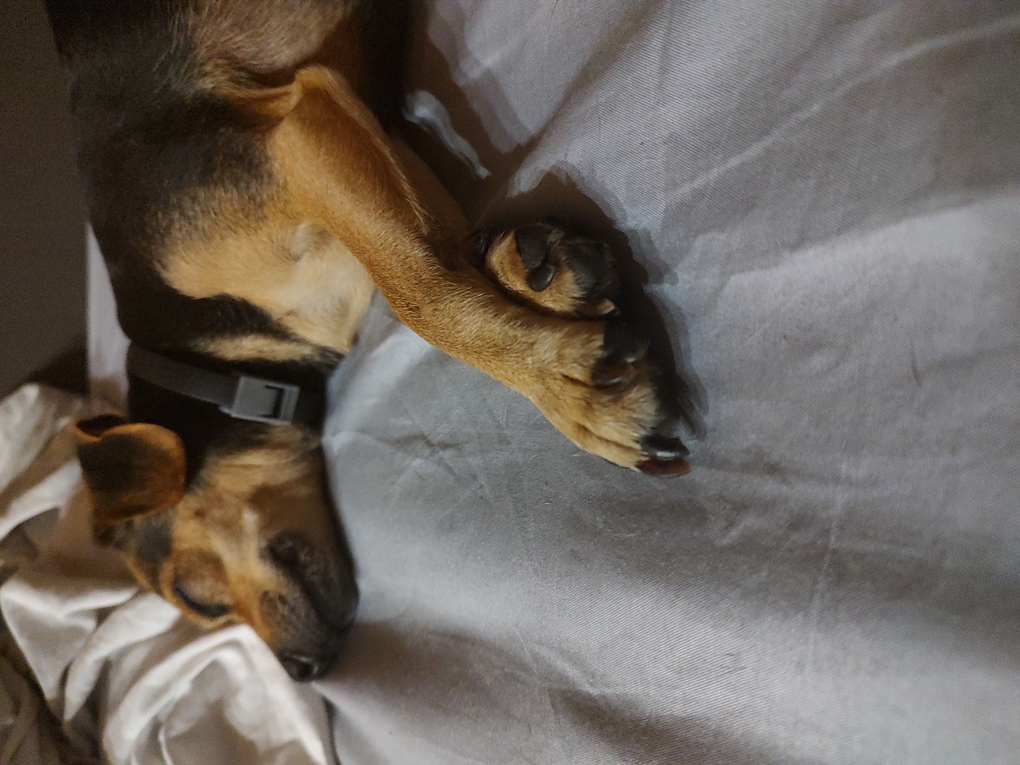 Quiet afternoon in Tervel: dogs, home interiors, and street scenes