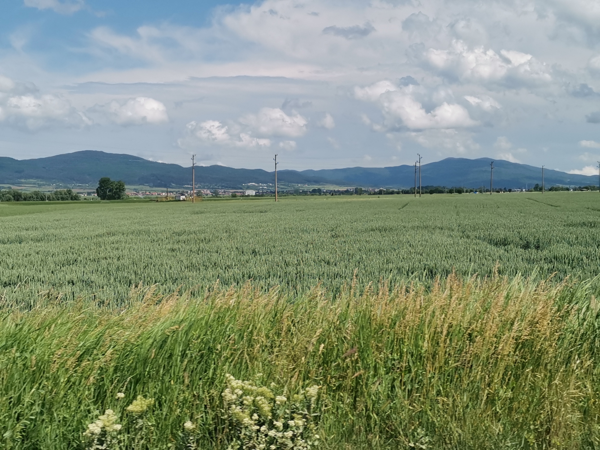 Rural farmland documented under cloudy skies in Zhivkovo, Bulgaria