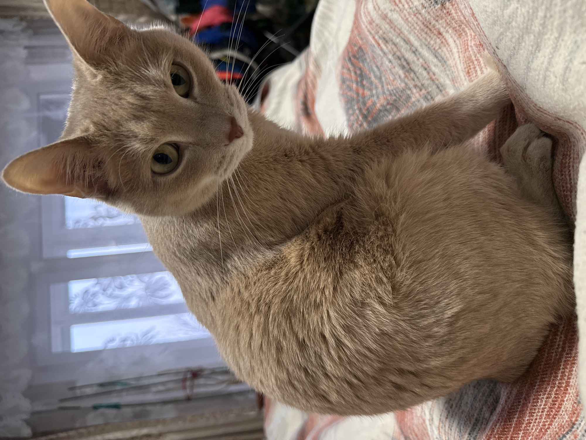 Chaikovsky resident captures sunset, cat, daily objects in spring evening