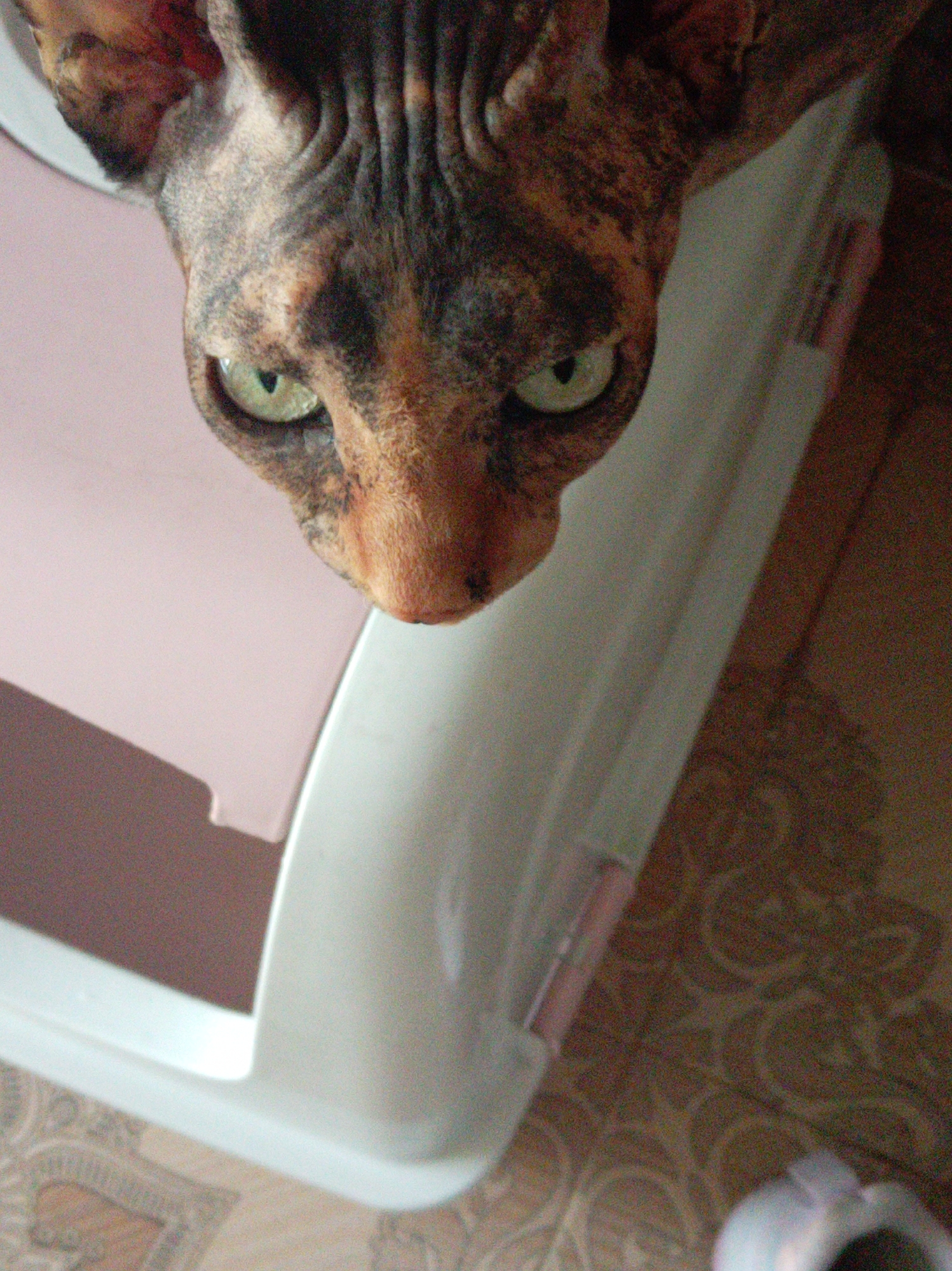 Sphynx cat with striking green eyes, Baku morning