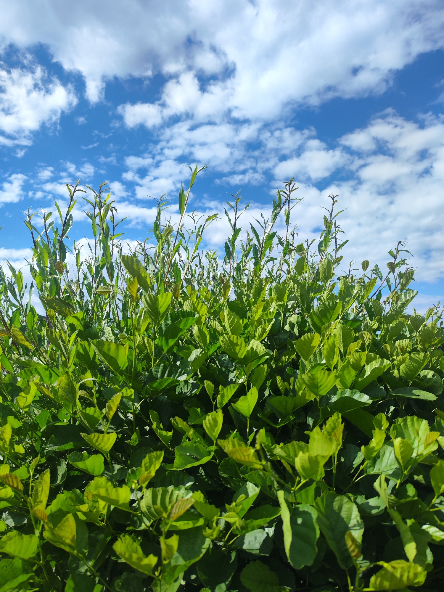 Lush vegetation photographed against blue sky in Chaikovsky, Russia