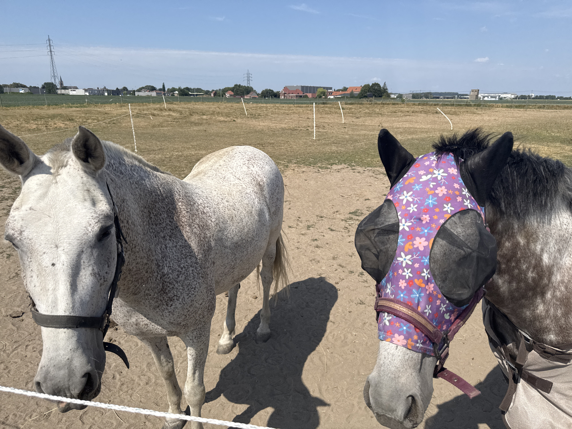 Dapple gray horses in a sunny Belgian paddock