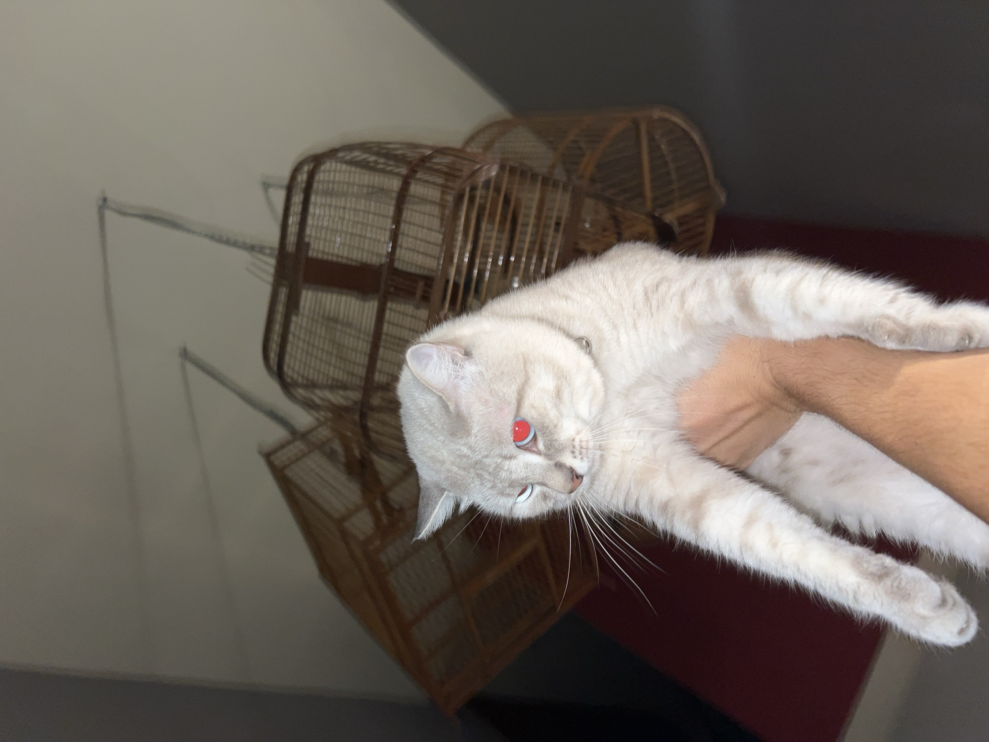 Domestic cat observed in routine indoor activities over 12-minute period