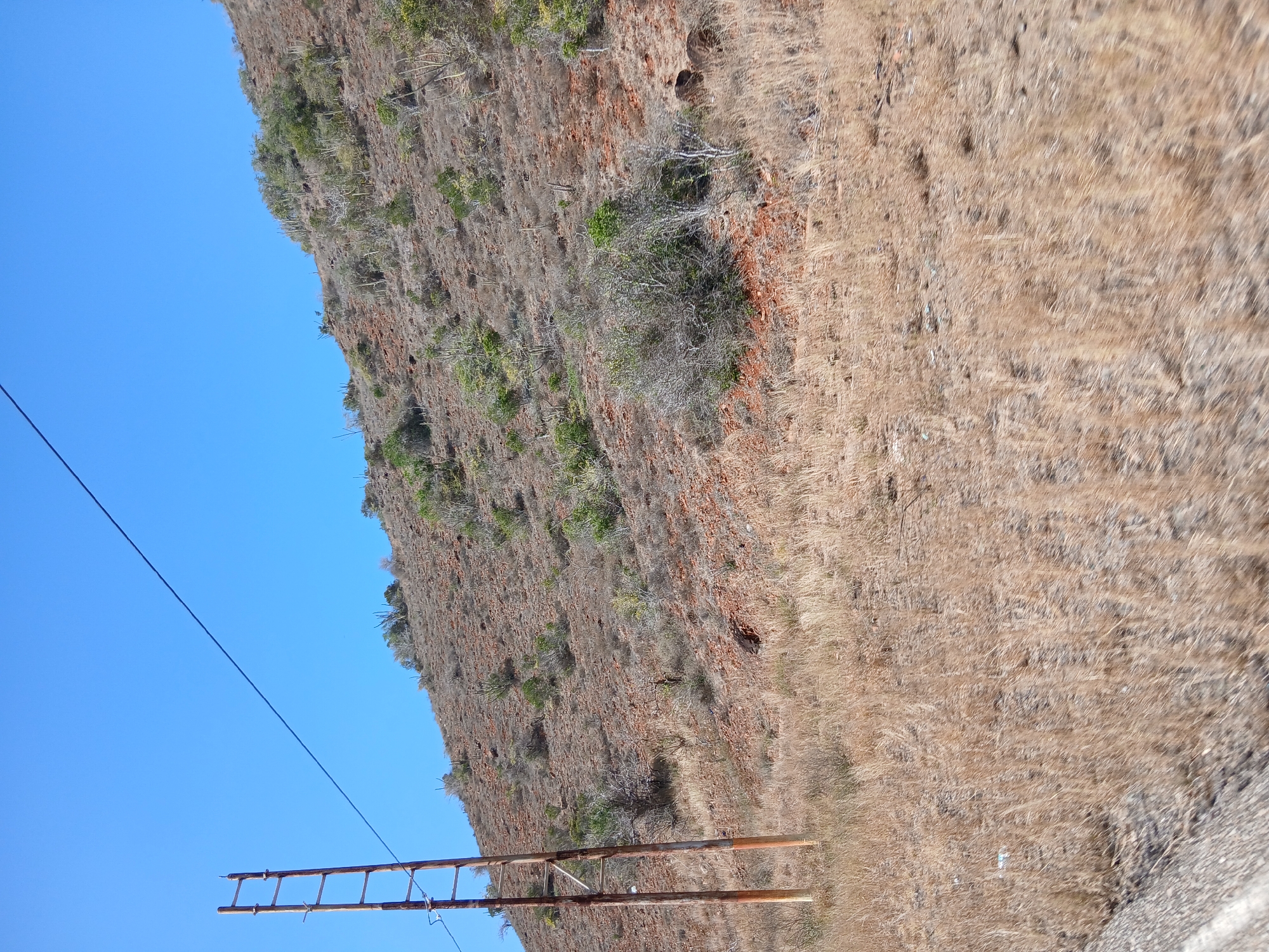 Dry vegetation documented on hillside in Pedro González, Venezuela