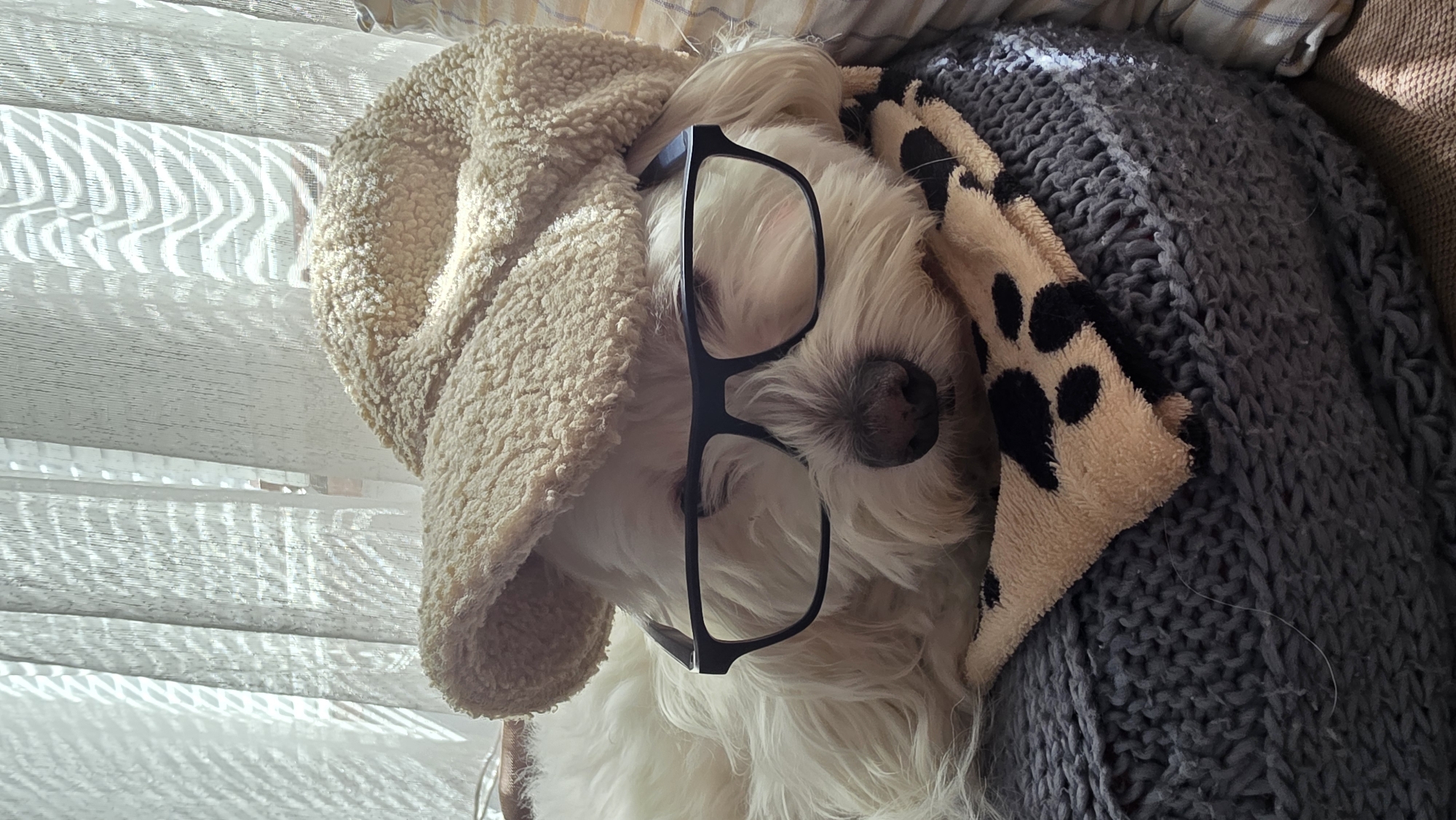Dog Dressed in Glasses and Hat Photographed in Bulgaria