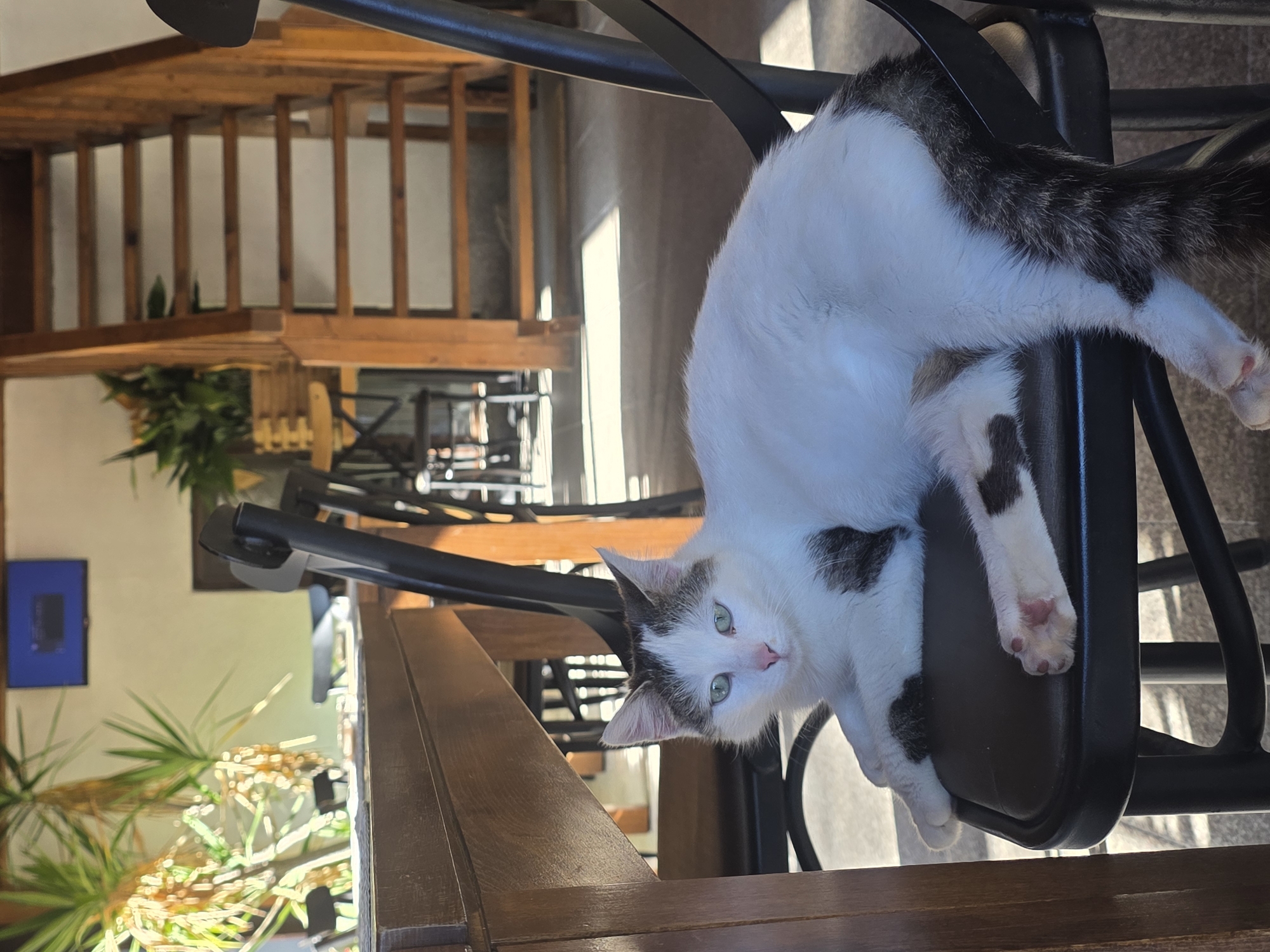 Cat spotted on chair in Bulgarian village
