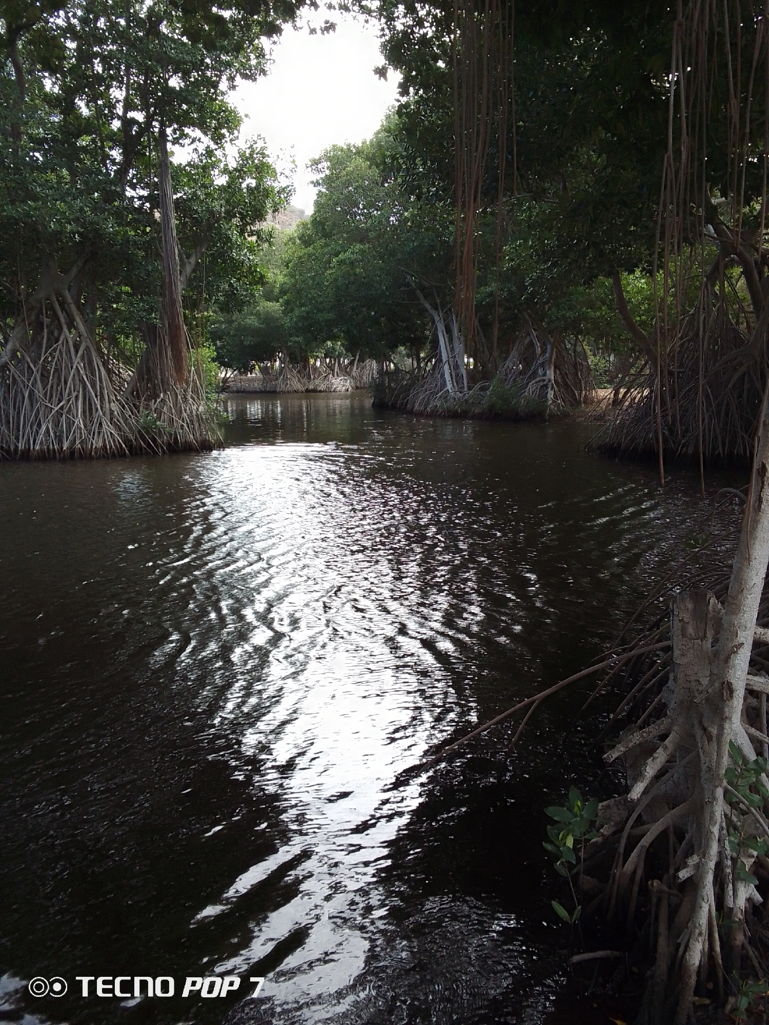 Mangrove waterway documented in Venezuelan coastal ecosystem