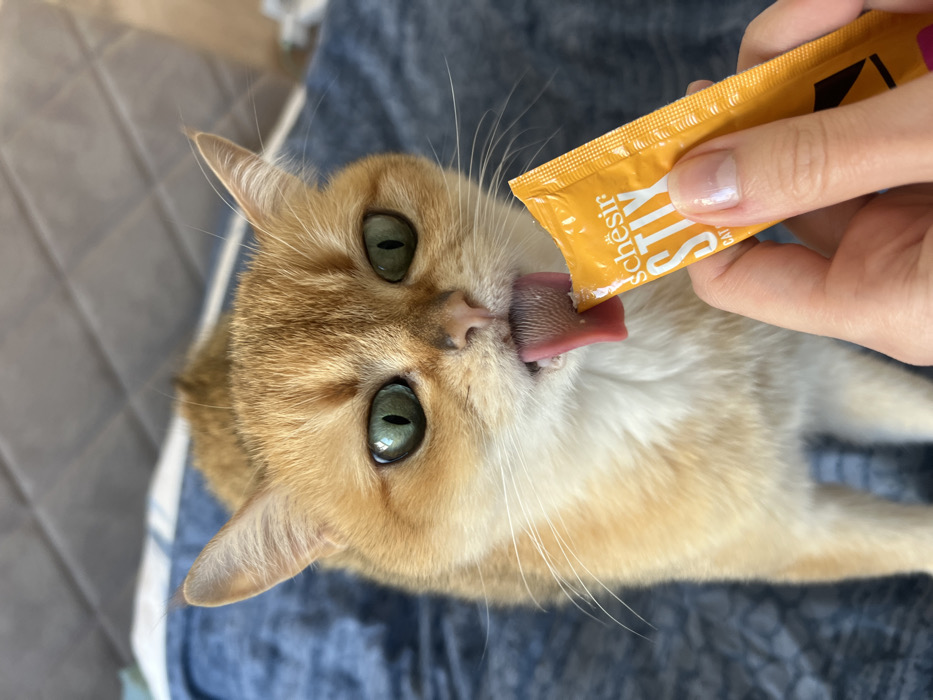 Lunch preparation and pet feeding documented across Montenegro towns