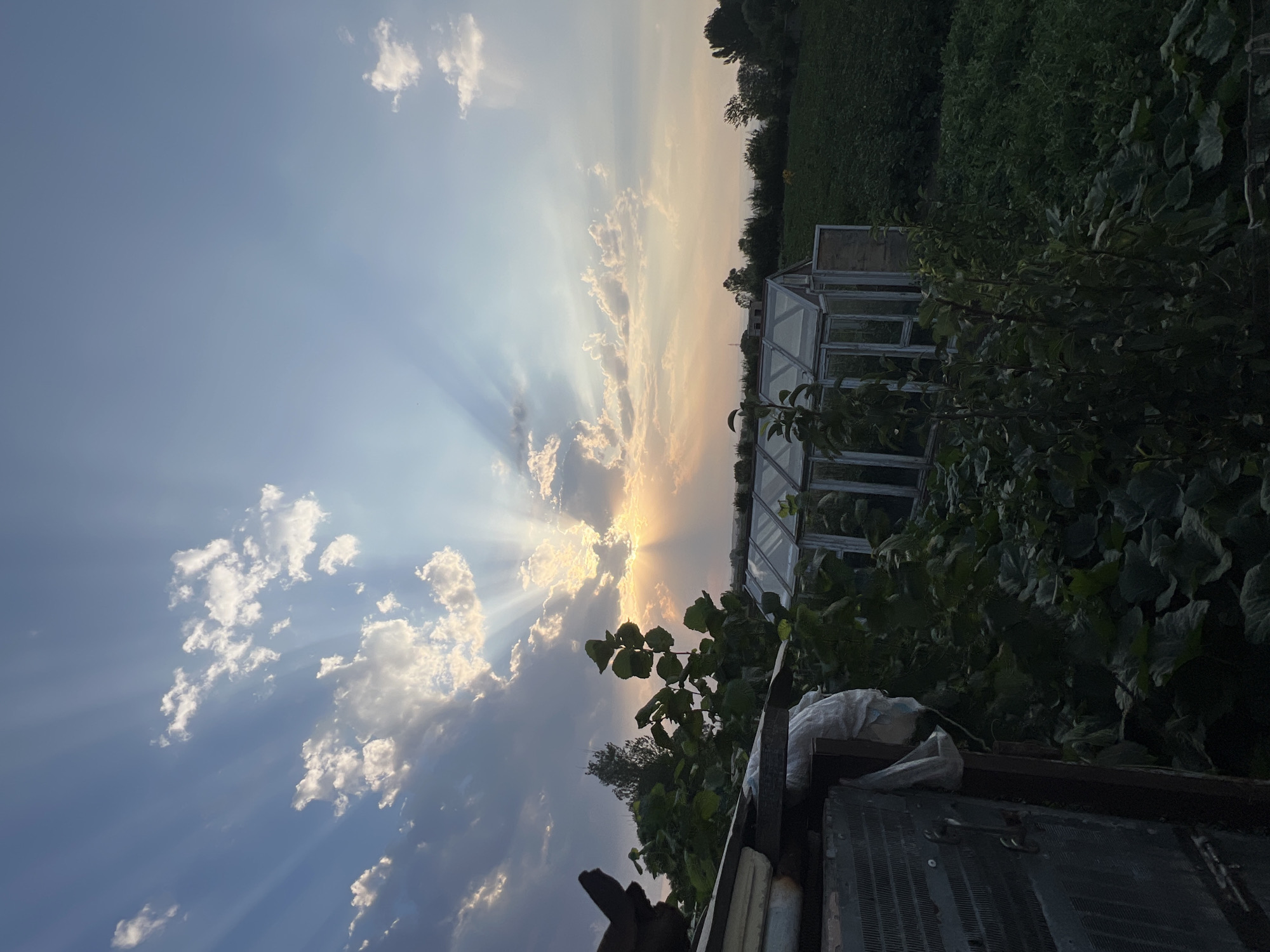 Sunset over a rural farm, crops and chickens in golden hour