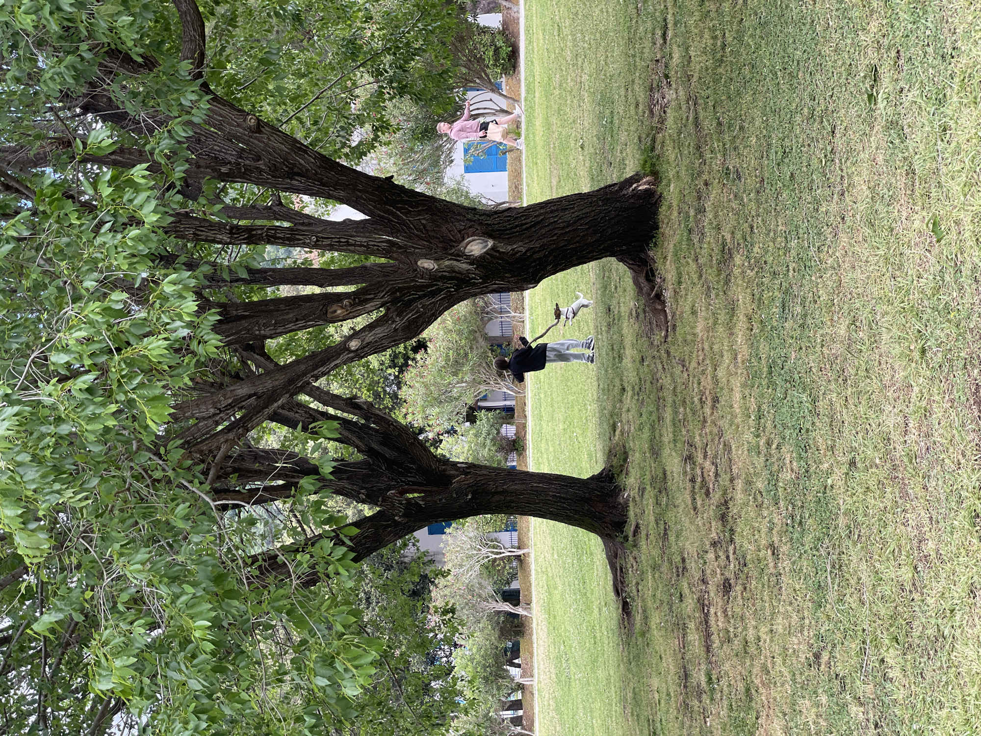Girl plays with dog in Budva park
