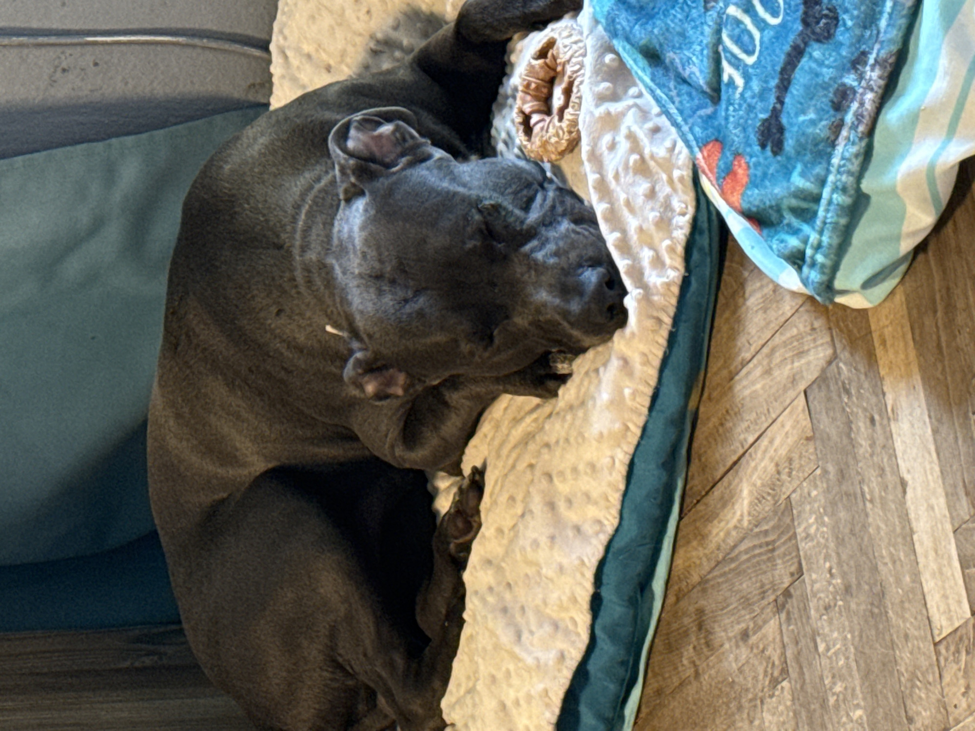Grey pit bull rests and chews a bone at home in Varna