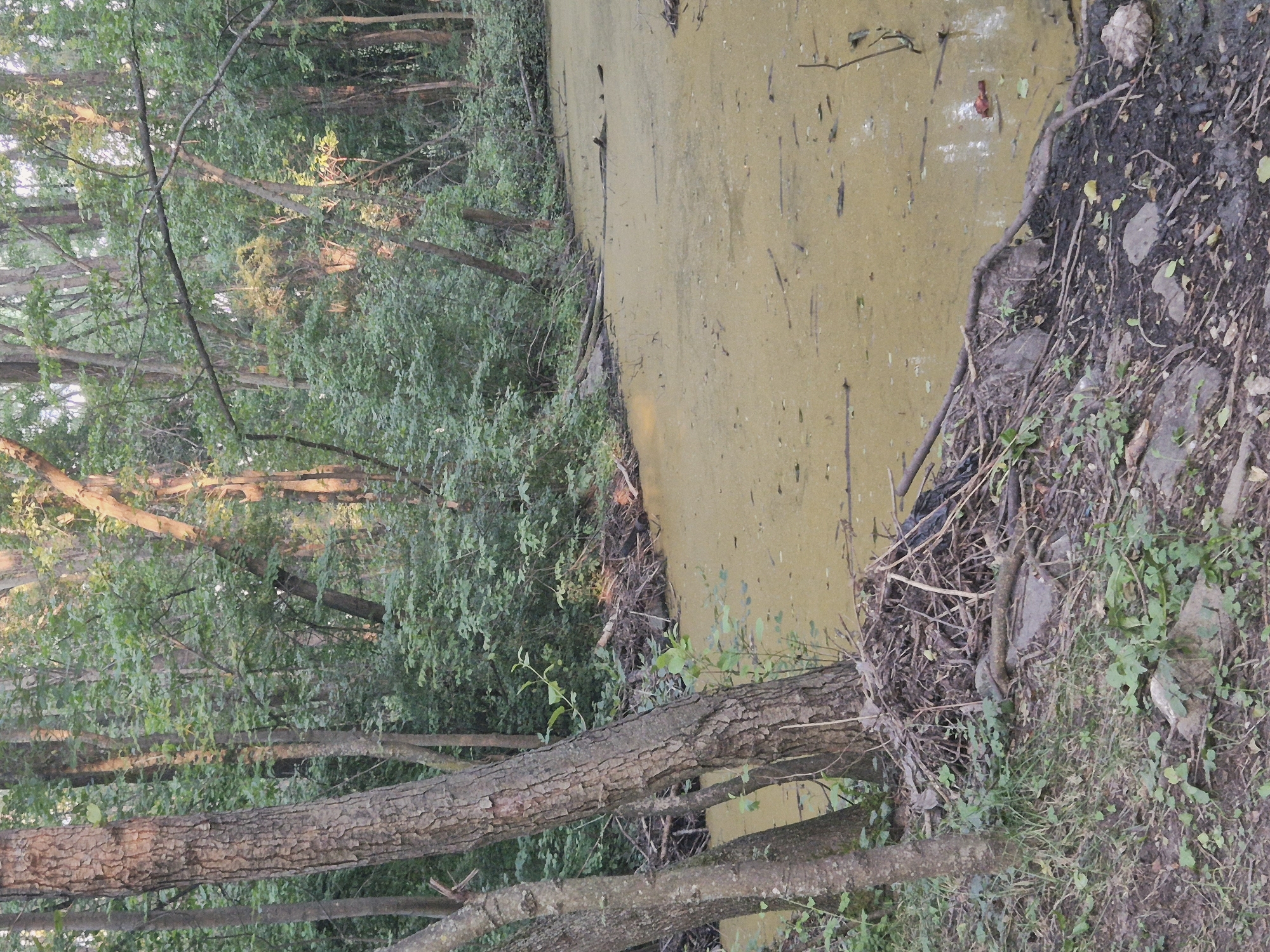 Forested Sofia wetland shows excavation work near a marshy pond