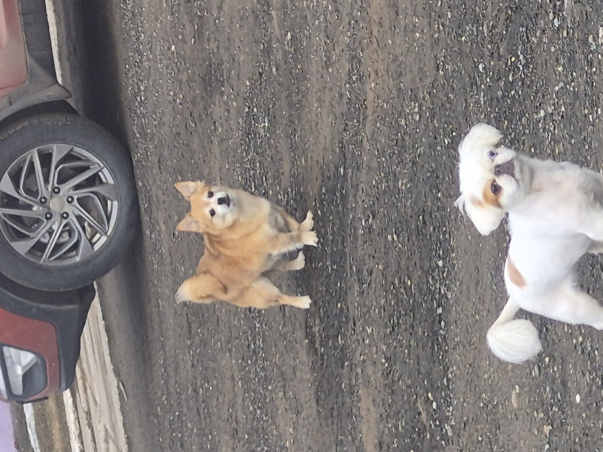 Dogs spotted in residential area amid tire debris