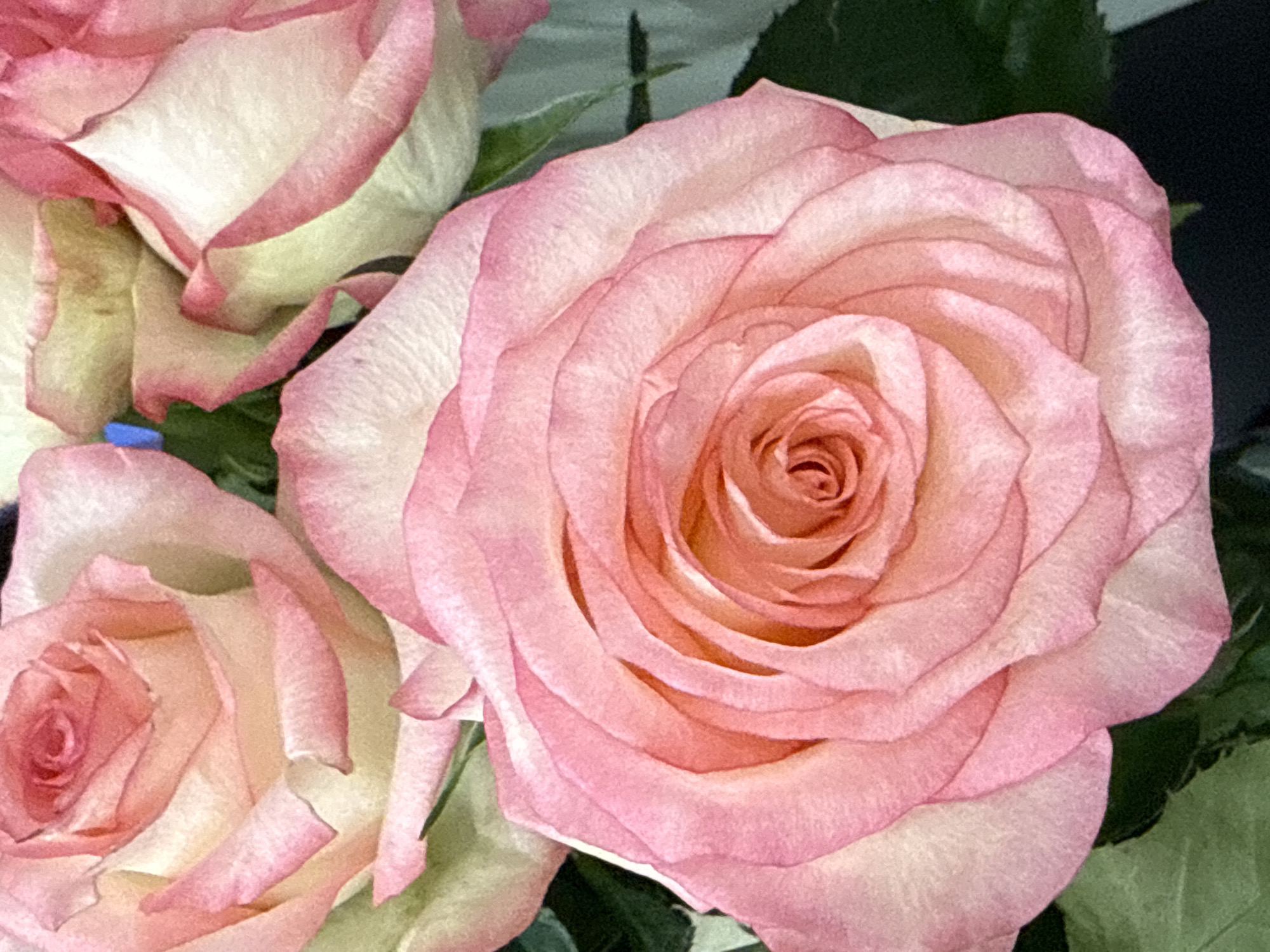 Close-up photos capture pink-edged white roses in Yerevan bouquet