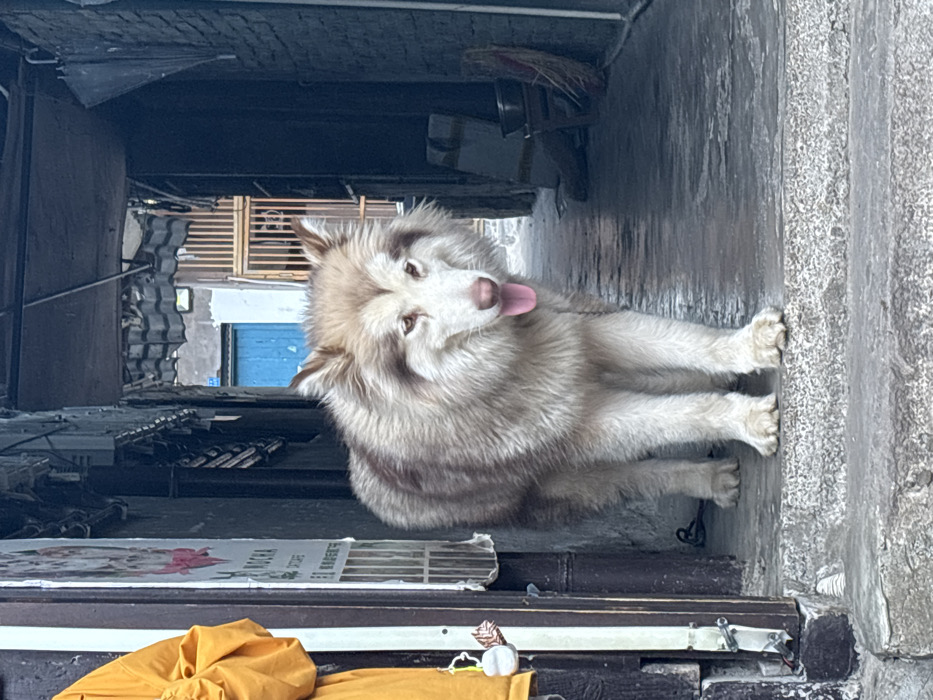 Daily life scenes documented across Ciqikou Ancient Town