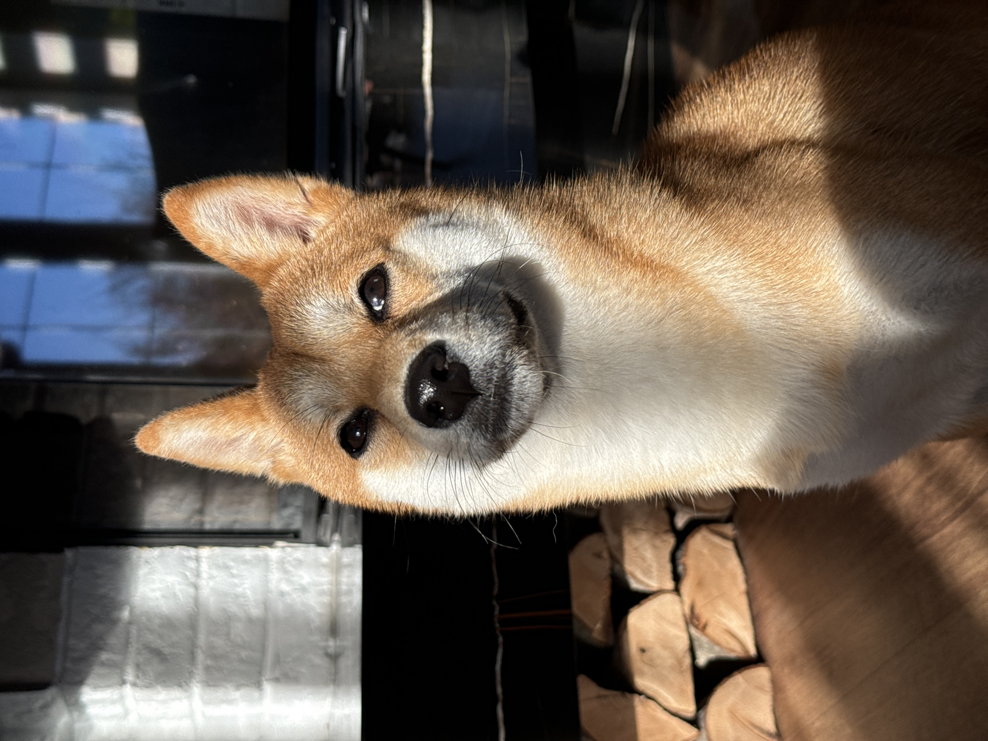 Pet photography session captures Shiba Inu and Devon Rex in Latvia