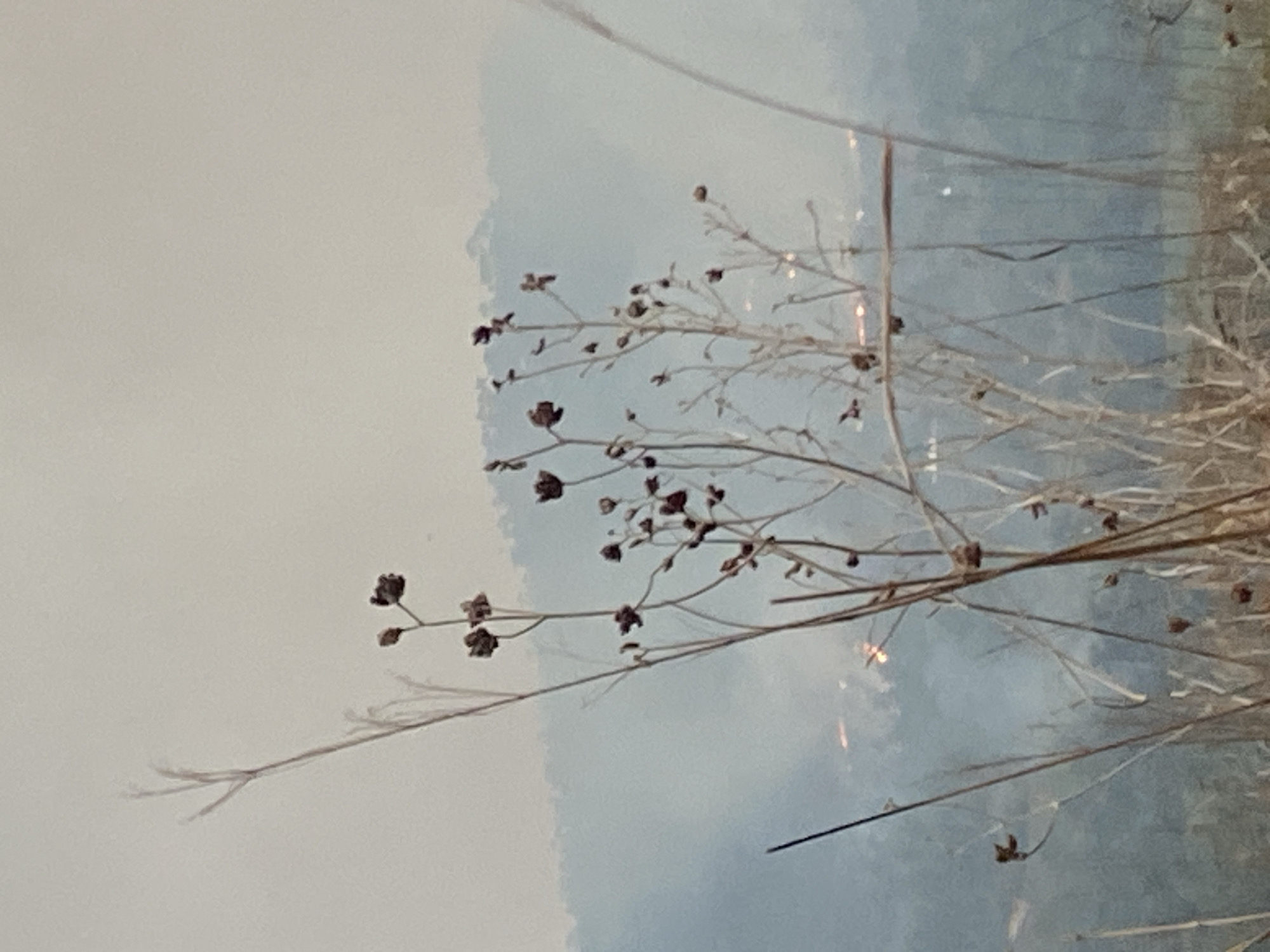 Dead plant photographed amid smoky conditions in Achara, Nigeria